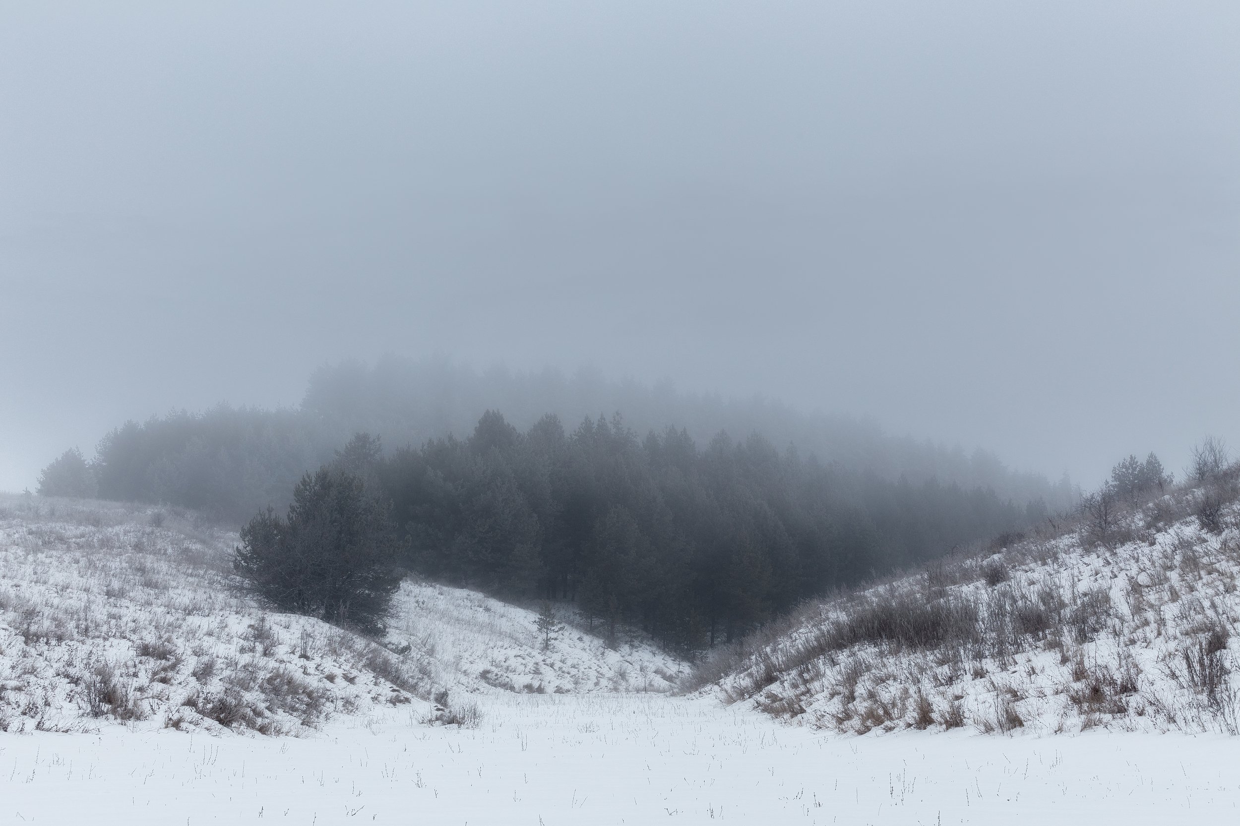 природа, туман, сосновый лес, зима, Тульская область, пейзаж, мистика, Мартыненко Дмитрий