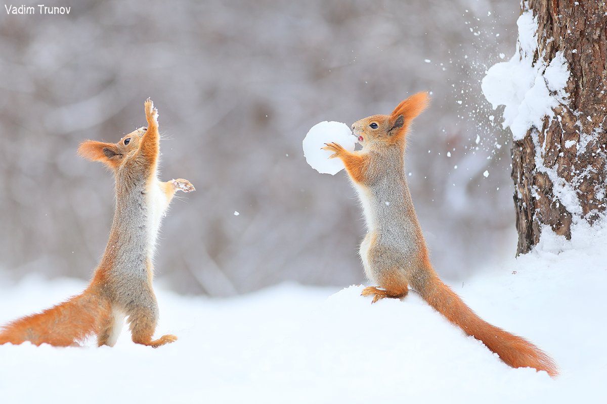 белка, squirrel, игра в снежки, Вадим Трунов
