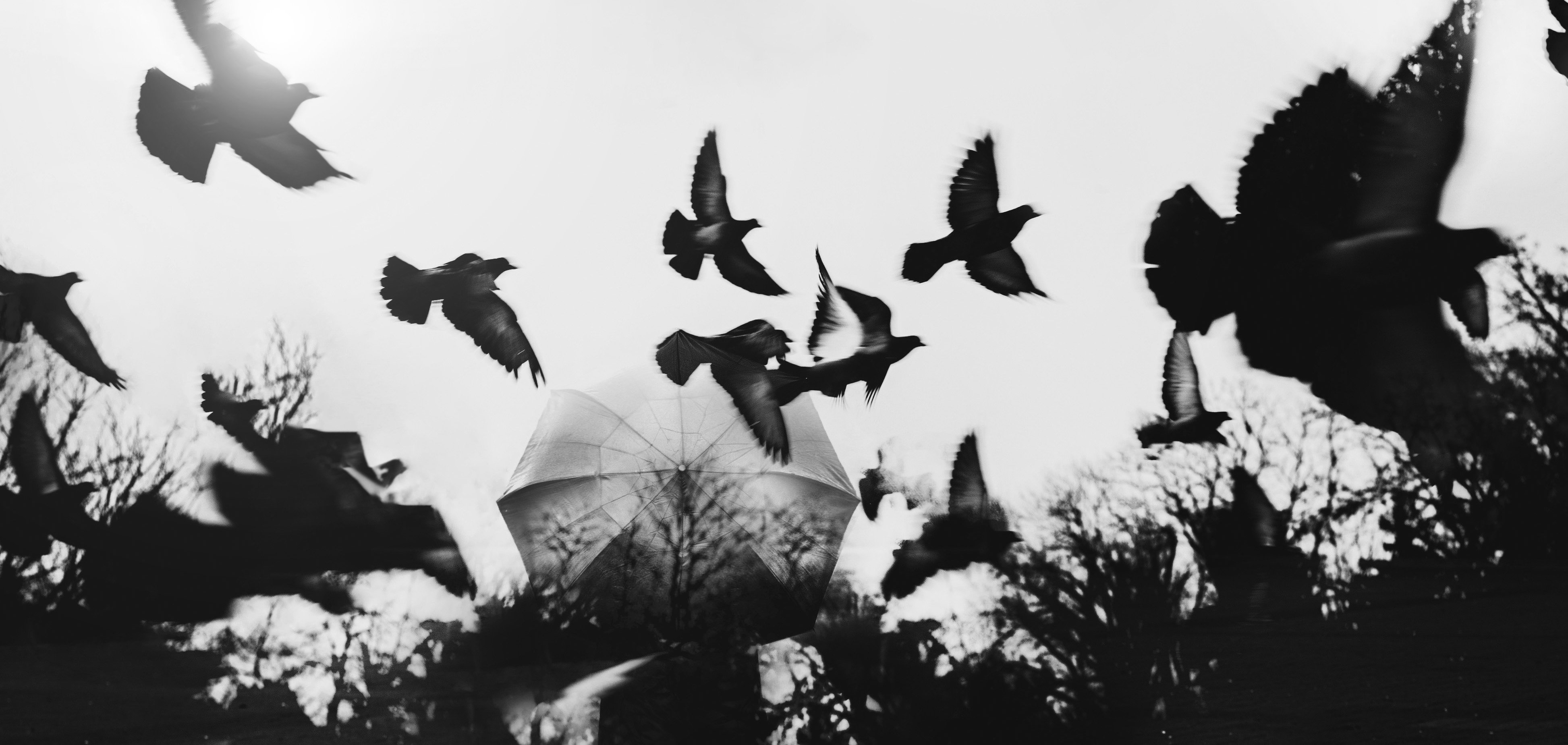 чб,силуэт,зонт,птицы, Мария Буданова