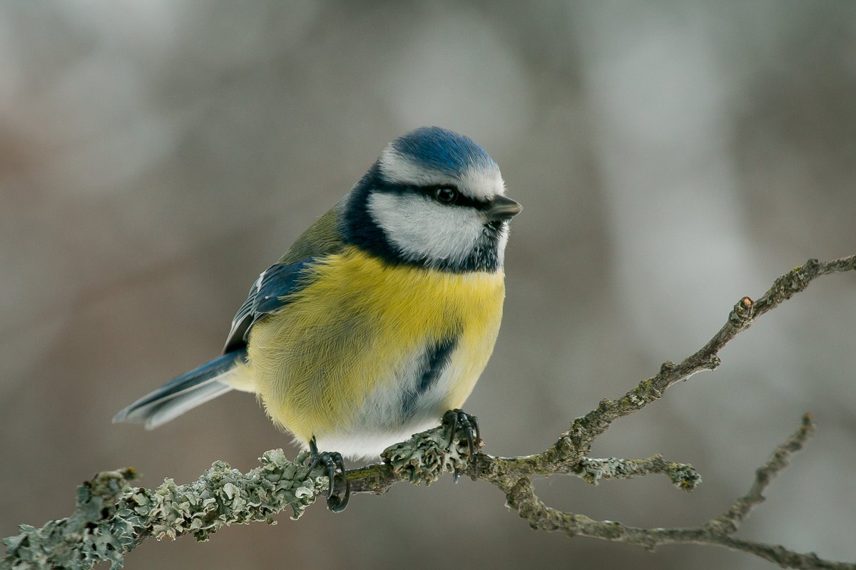 лазоревка, птицы, зима, birds, wildlife, blue tit, Алексей Юденков