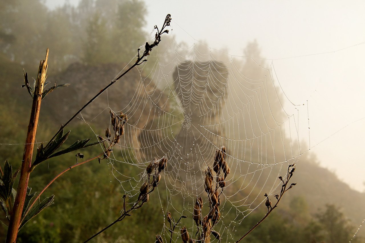 паутина, Клековкин Александр