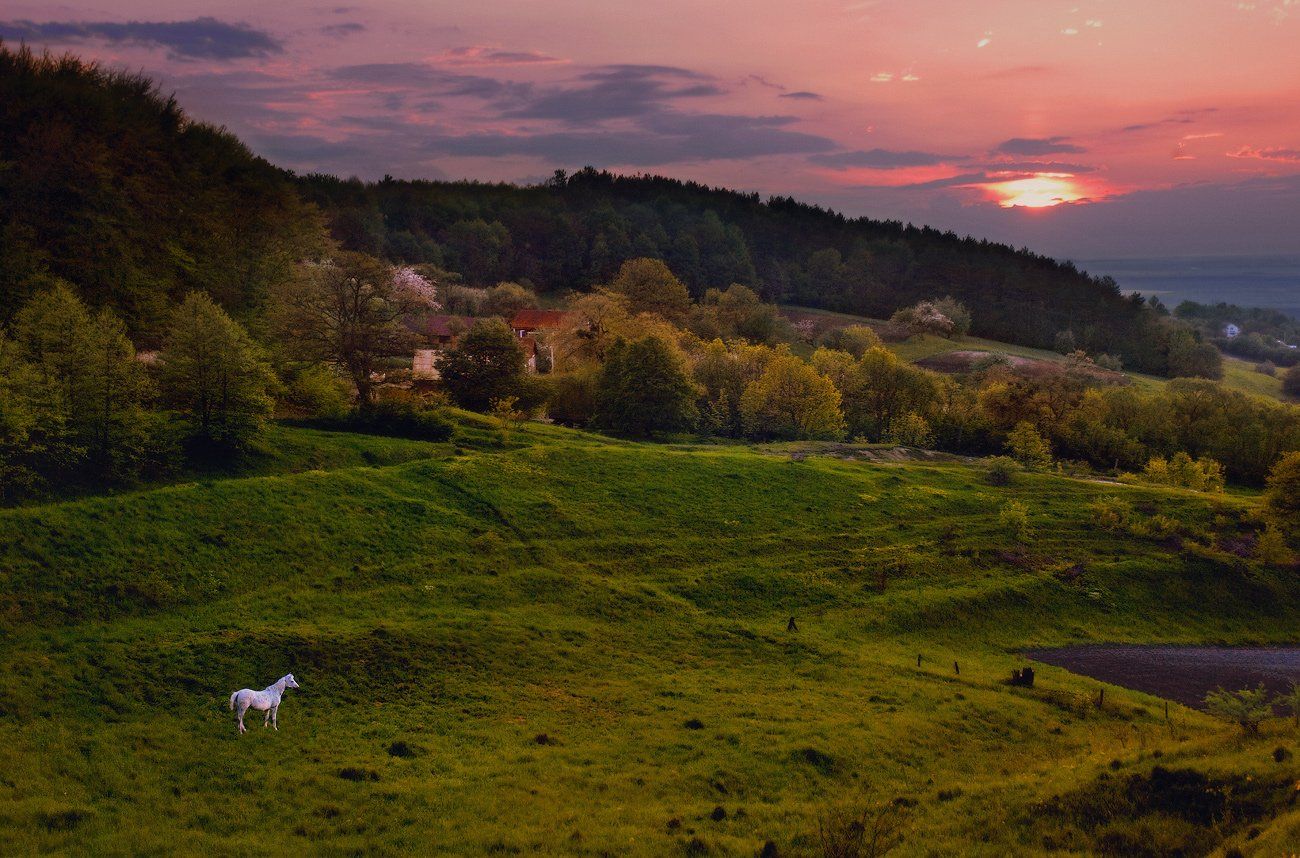 Вечер, Закат, Лошадка, Владимир