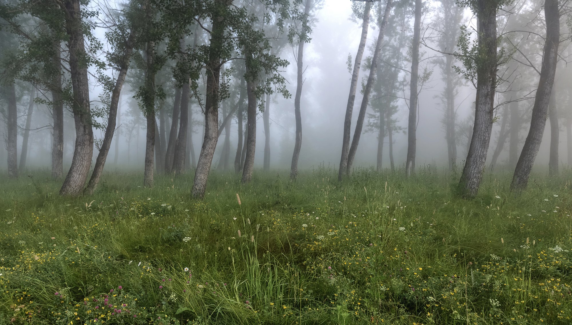 лето, лес, раннее утро., туман, сибирь., Марина Фомина