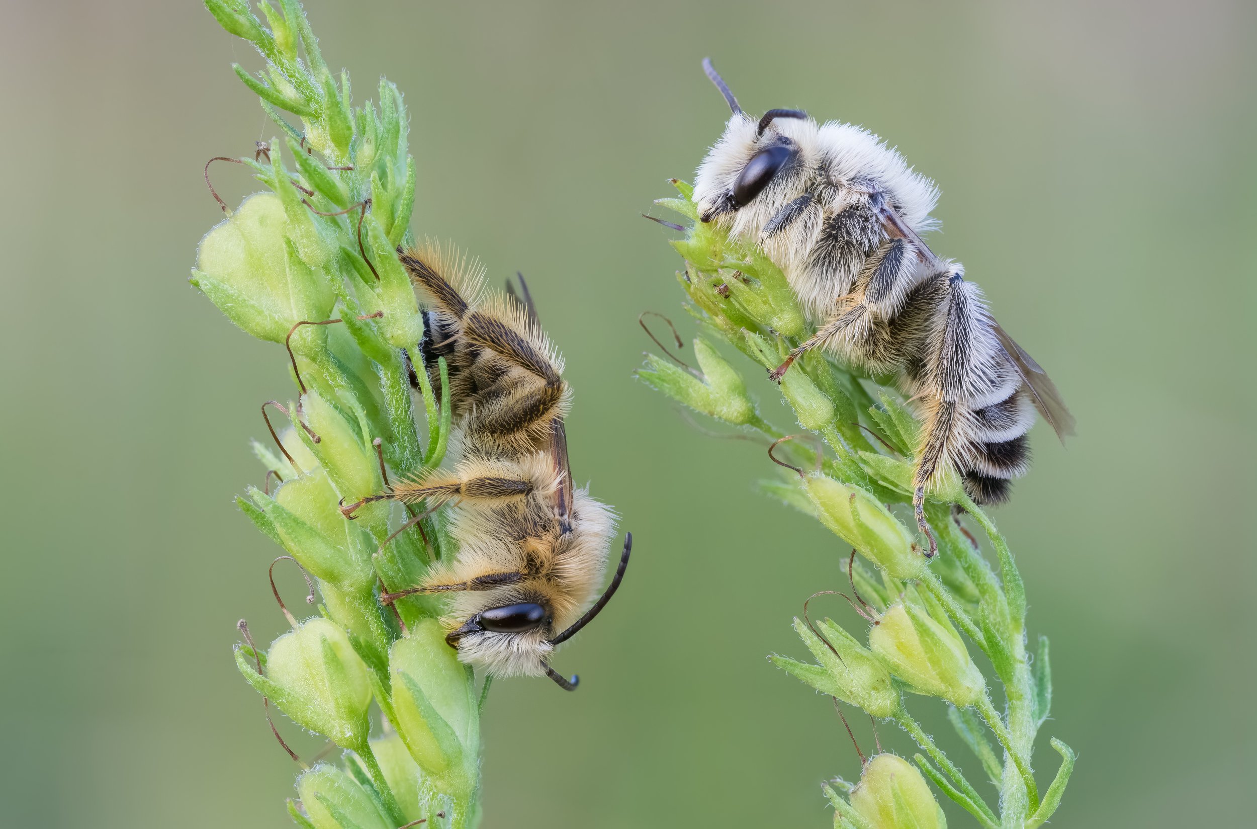 Hairy Legged Mining Bee, bee, macro, Tomas Ivašauskas