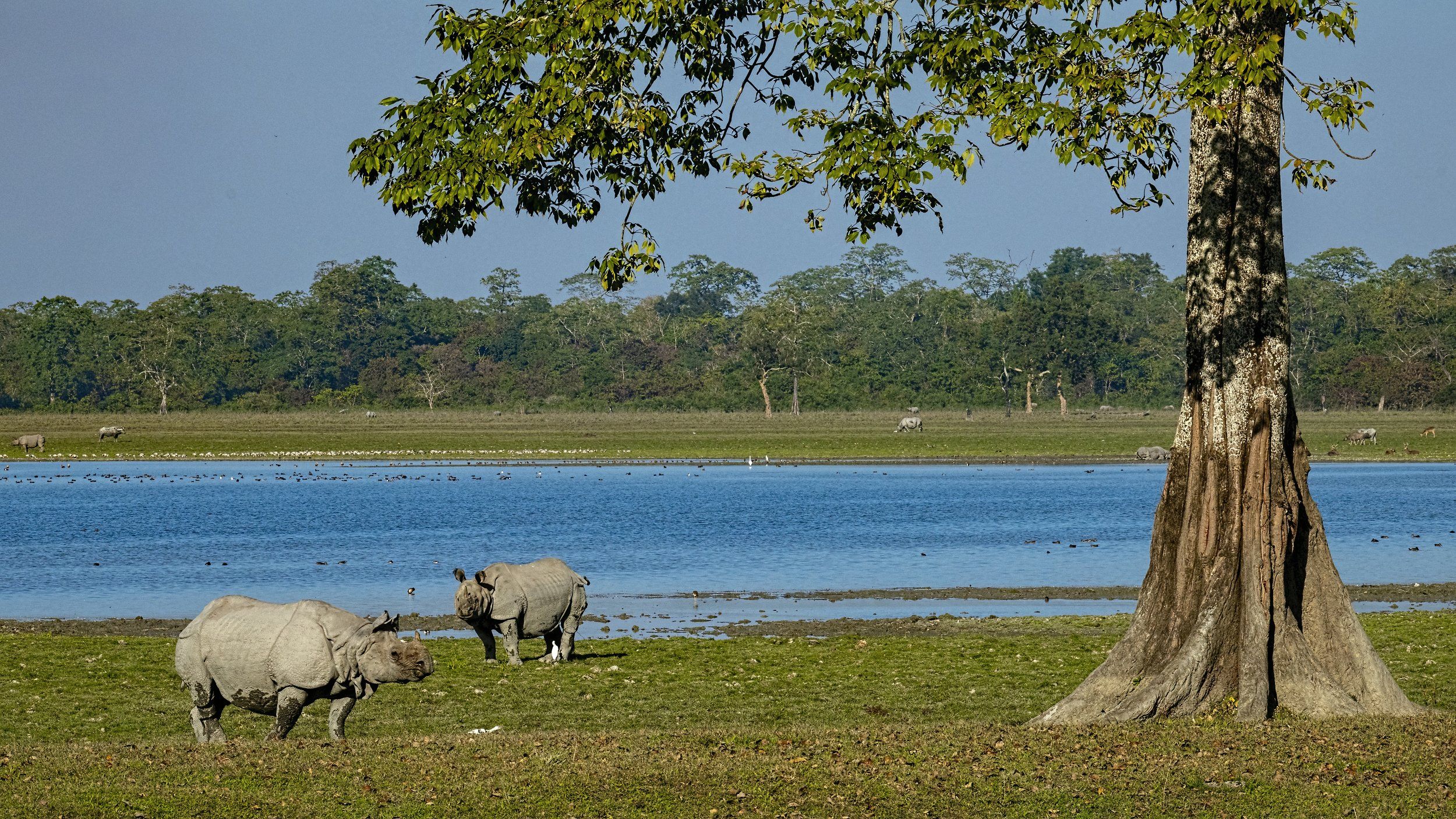 Indian Rhinoceros Kaziranga, Arpan Saha