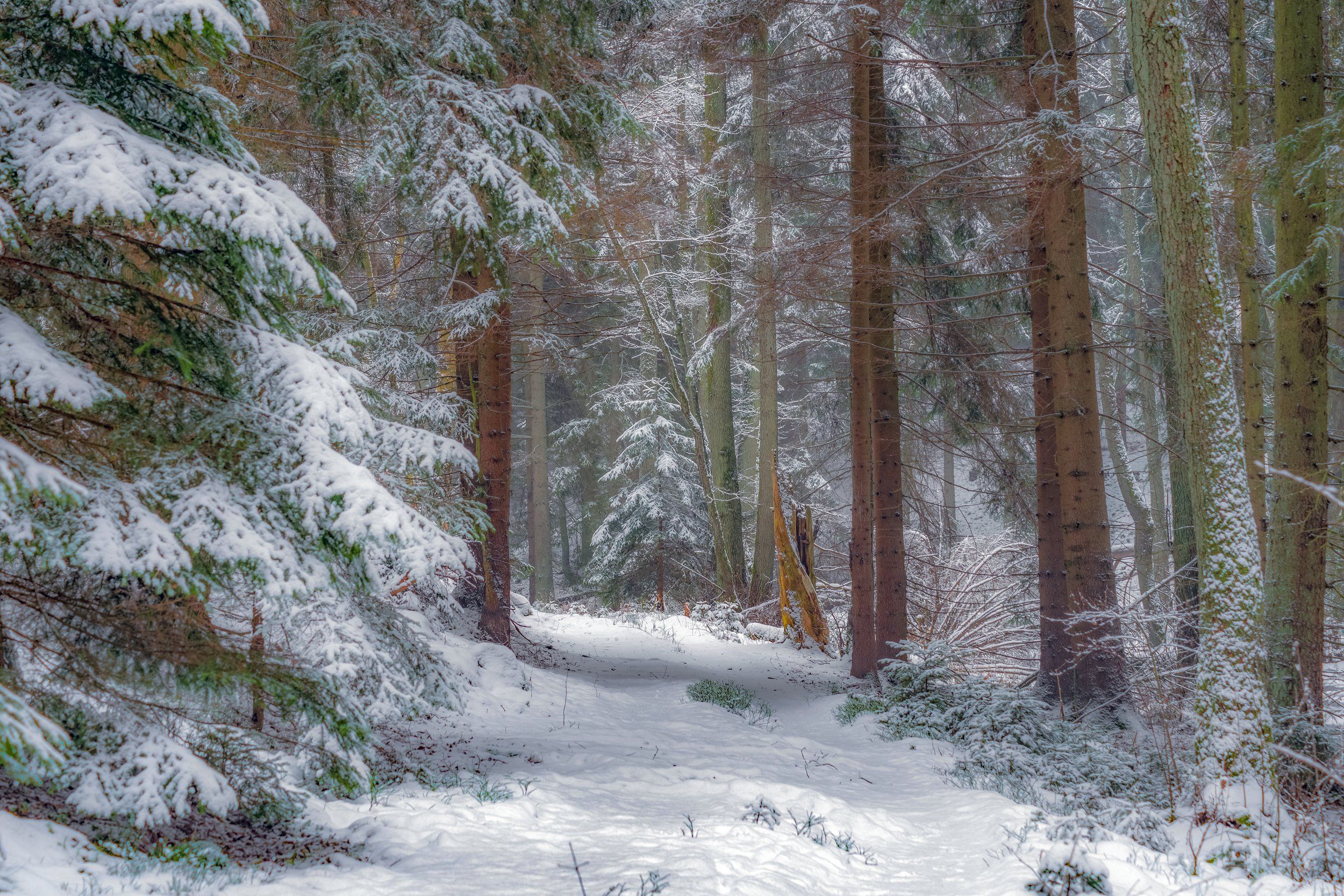 winter, forest, forest road, snow, nature, landscape, morning, forest atmosphere, nikon, light, frost, trees, Krzysztof Tollas