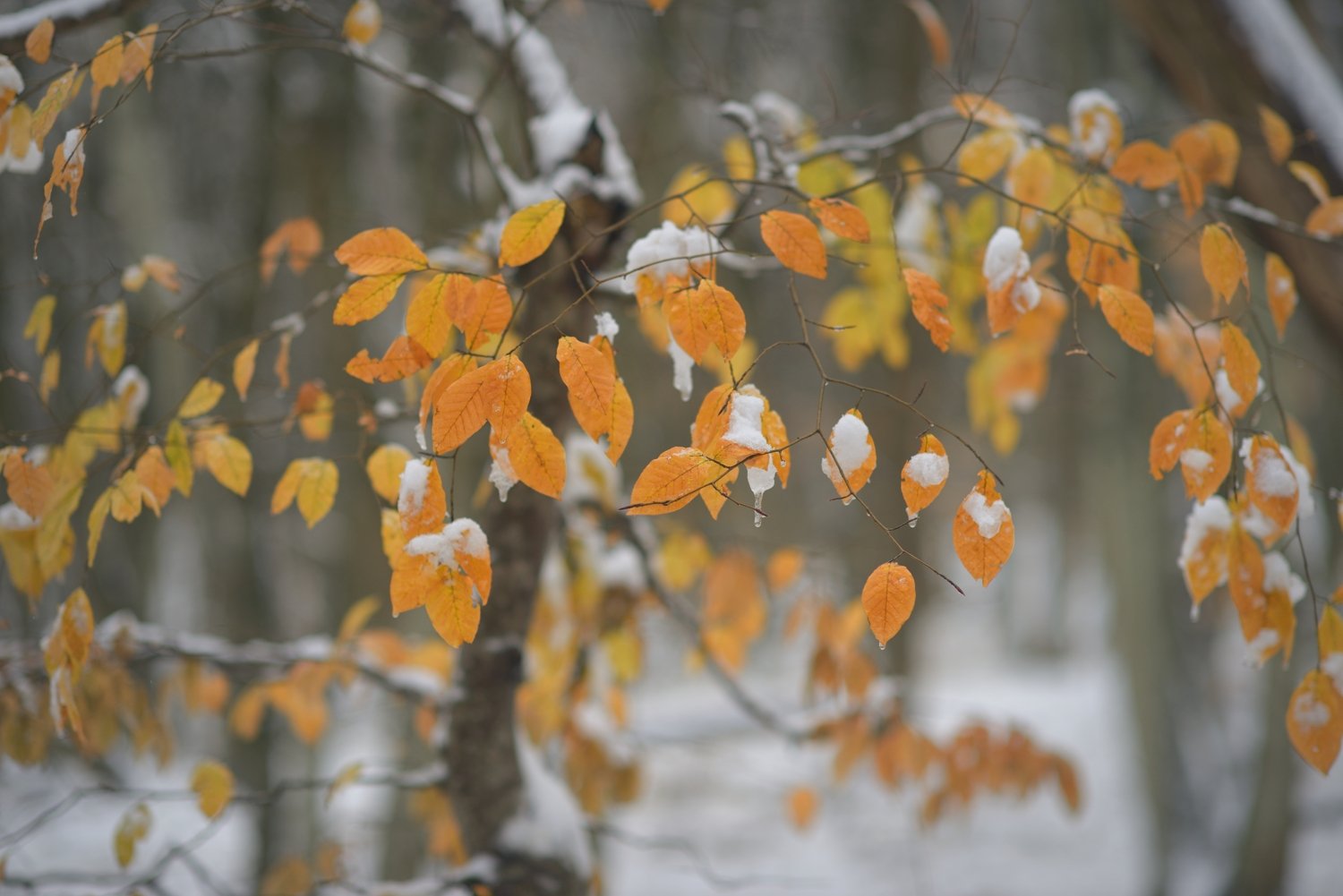 осень листва утро лес снег, Александр Жарников