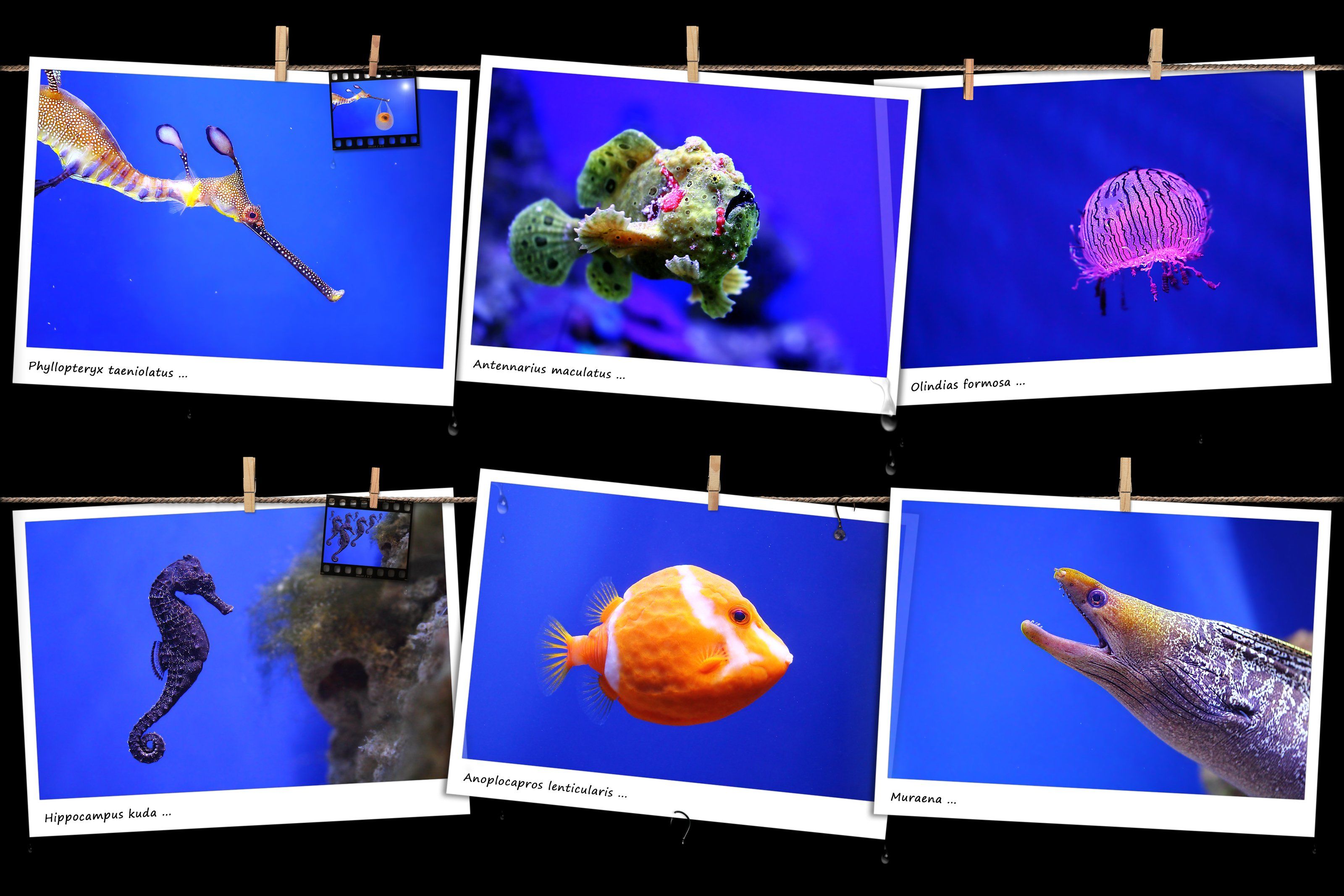 creative, креатив, концепция, фотоколлажи, фауна, подводный, concept, photocollages, fauna, undersea, animalibus, mare, creaturae, sea, underwater, creatures, animalium, Дмитрий Салтыков