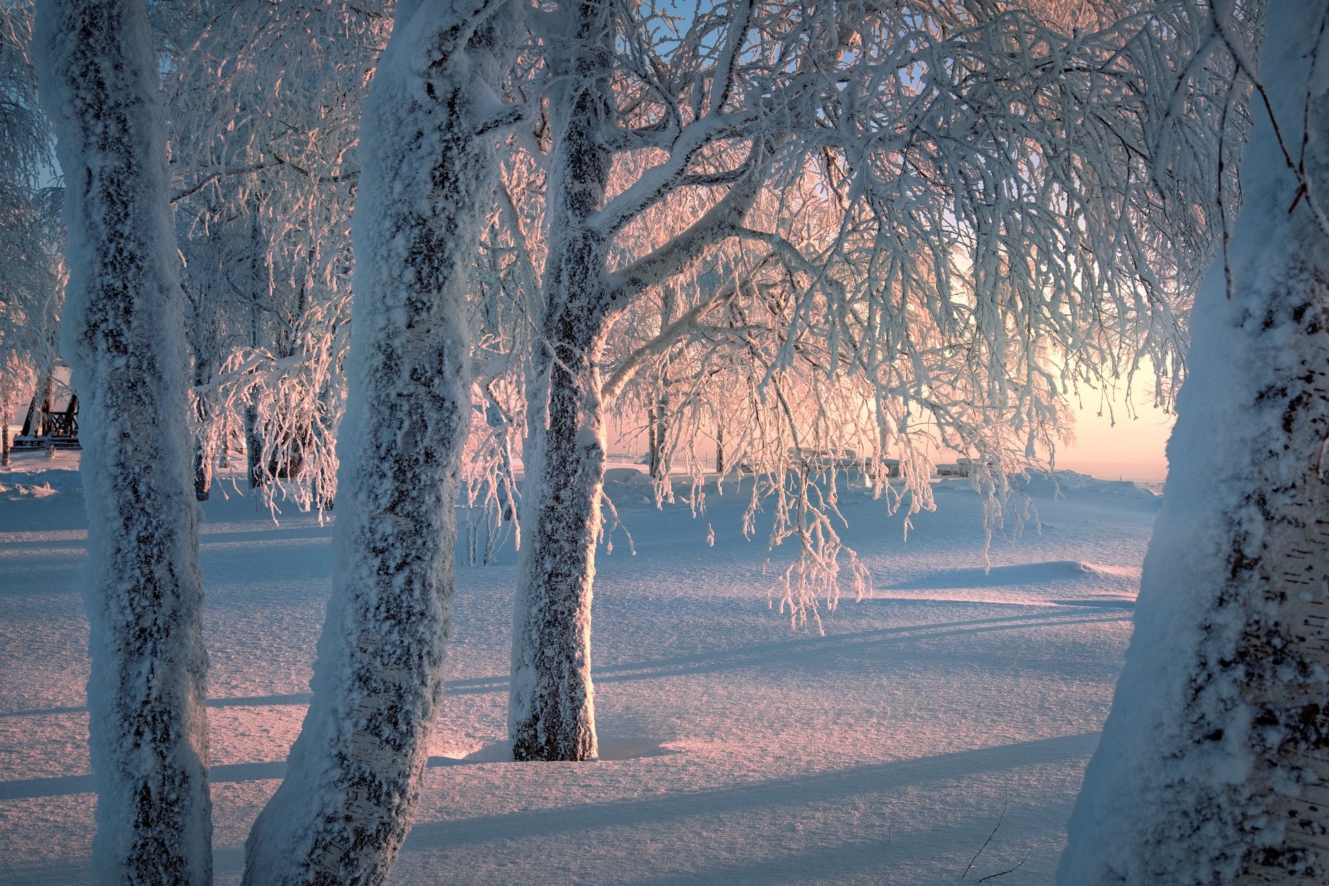 деревья, зима, березы, рождество, холод, мороз, монастырь, белая, гора, Андрей Чиж