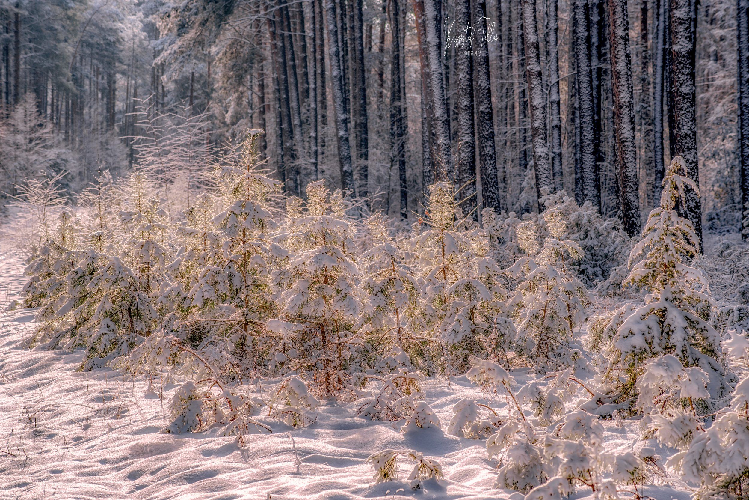forest, snow, winter clothes, nature, frost, winter, light, nikon, morning, trees, Krzysztof Tollas