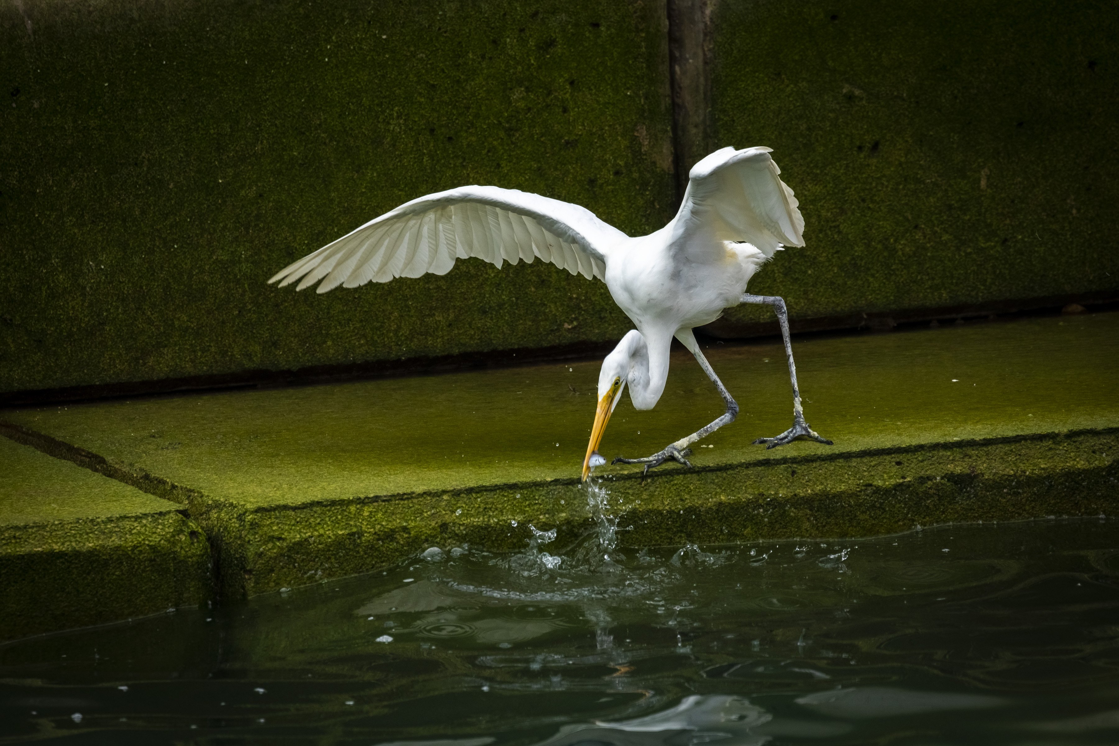 #bird #hunting #water #egret #aim #perfection, Dhananjay Jadhav