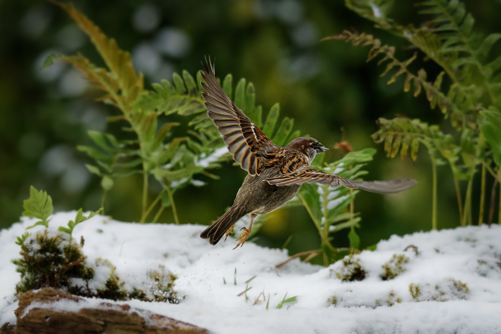 house sparrow; bird; moineau; flight; uplanding, Sibé