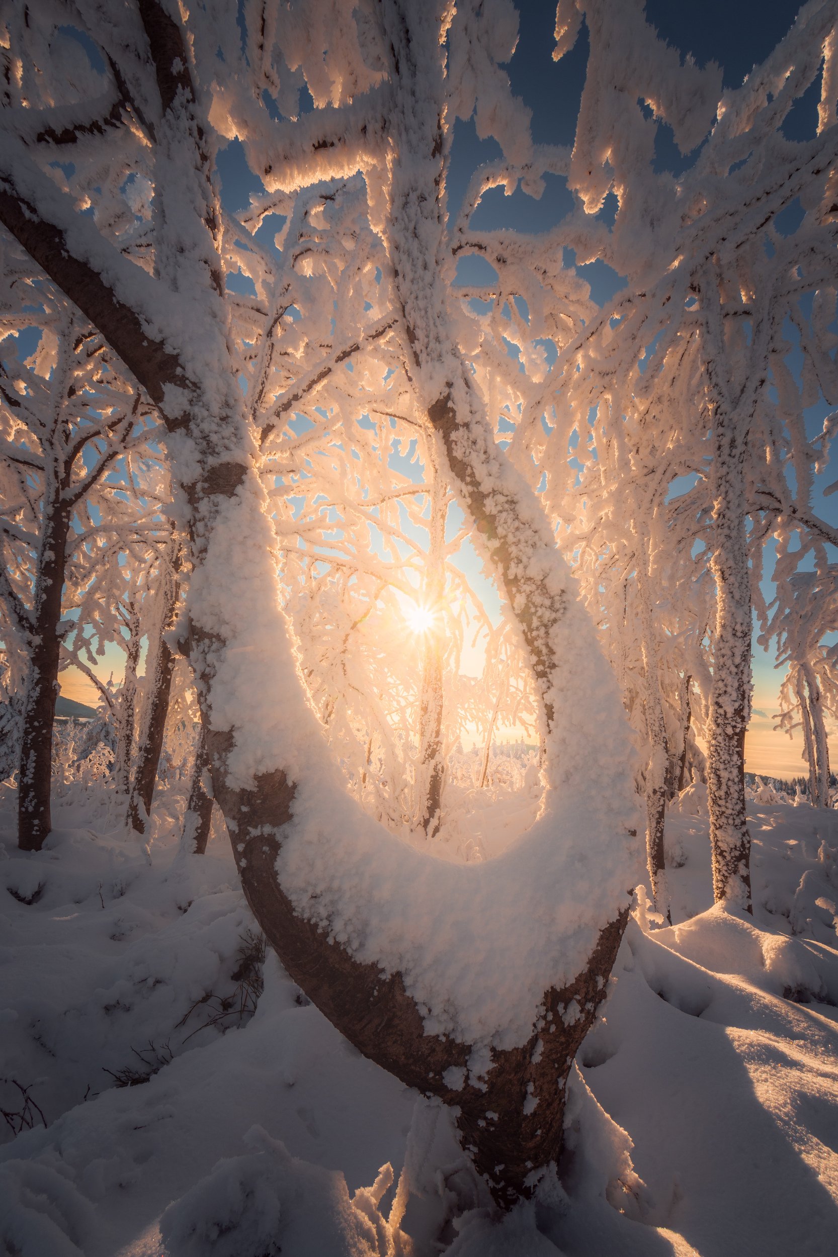 Sunrise, landscape, winter, snow, sun, light, nature, czech republic, tree, trees, forest, Luboš Prchal
