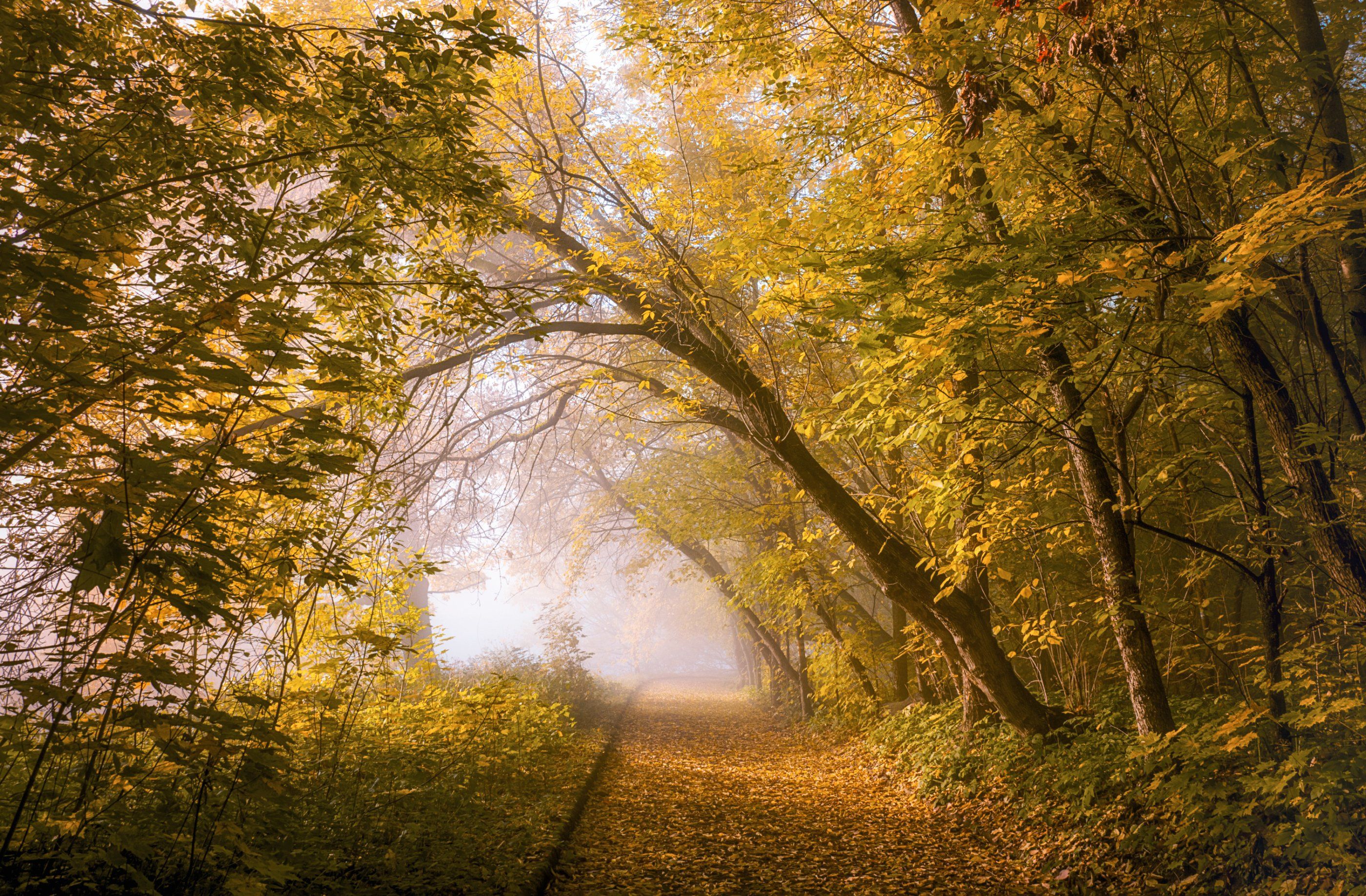 октябрь, парк, деревья, Андрей Колесов