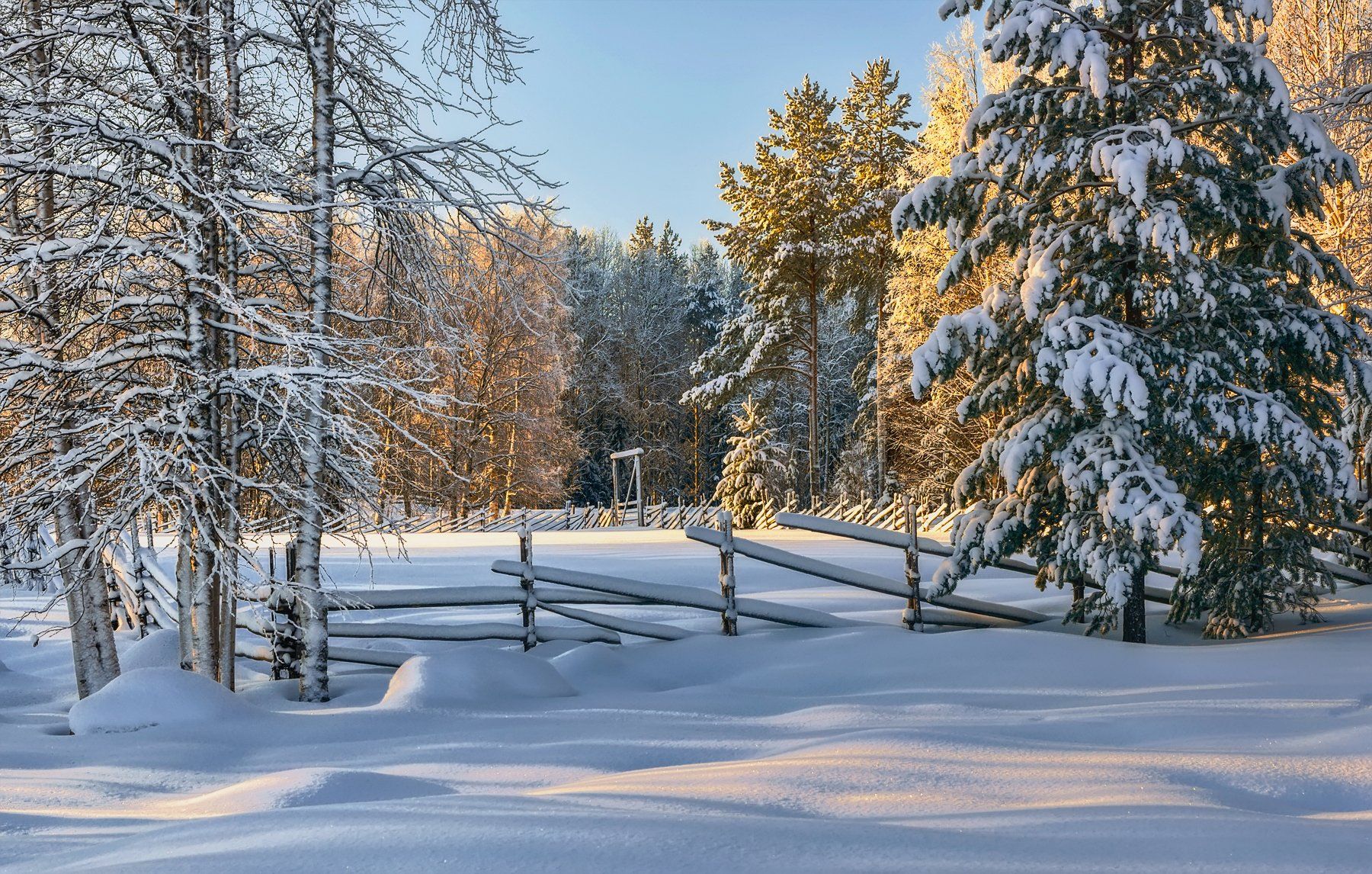 зима лес деревья елки ветки снег сугробы солнце околица изгородь забор, Ра Вера