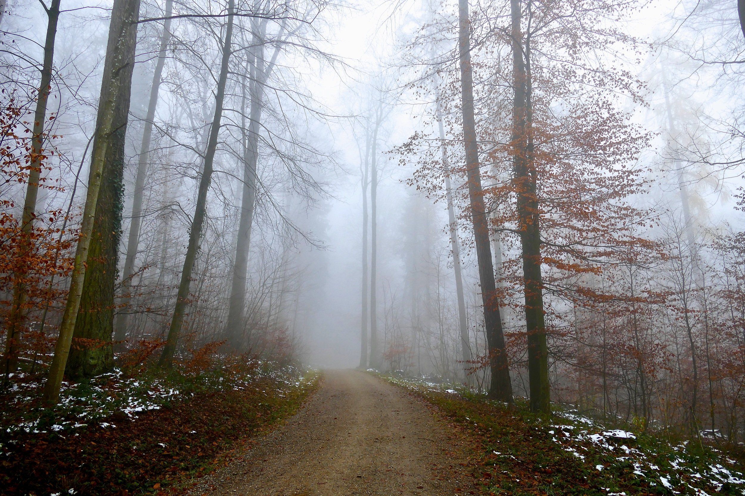 landscapes, nature, mood, snow, forest, fog, mist, colors, leaf, Svetlana Povarova Ree