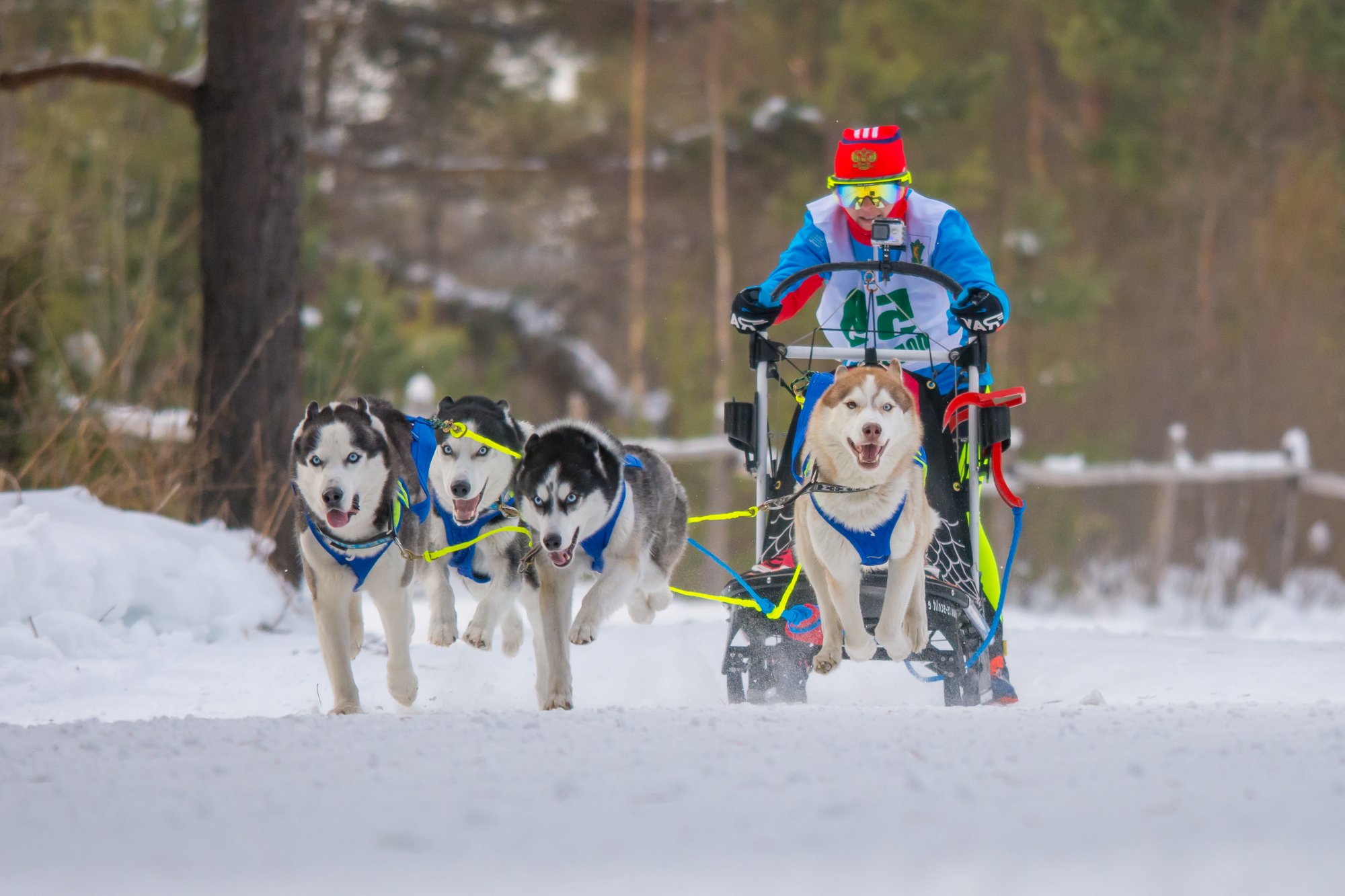 собаки спорт упряжки зима, Жданов Дмитрий