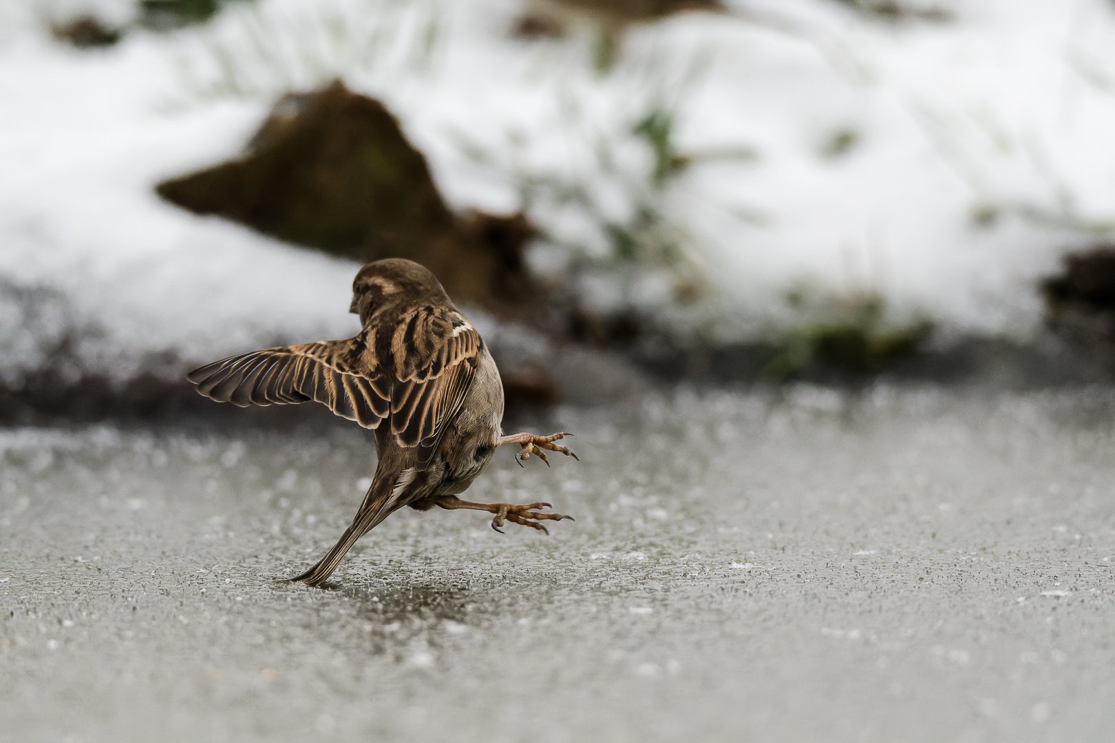 sparrow; bird; ice; dancing; winter; bird; animal; nature, Sibé