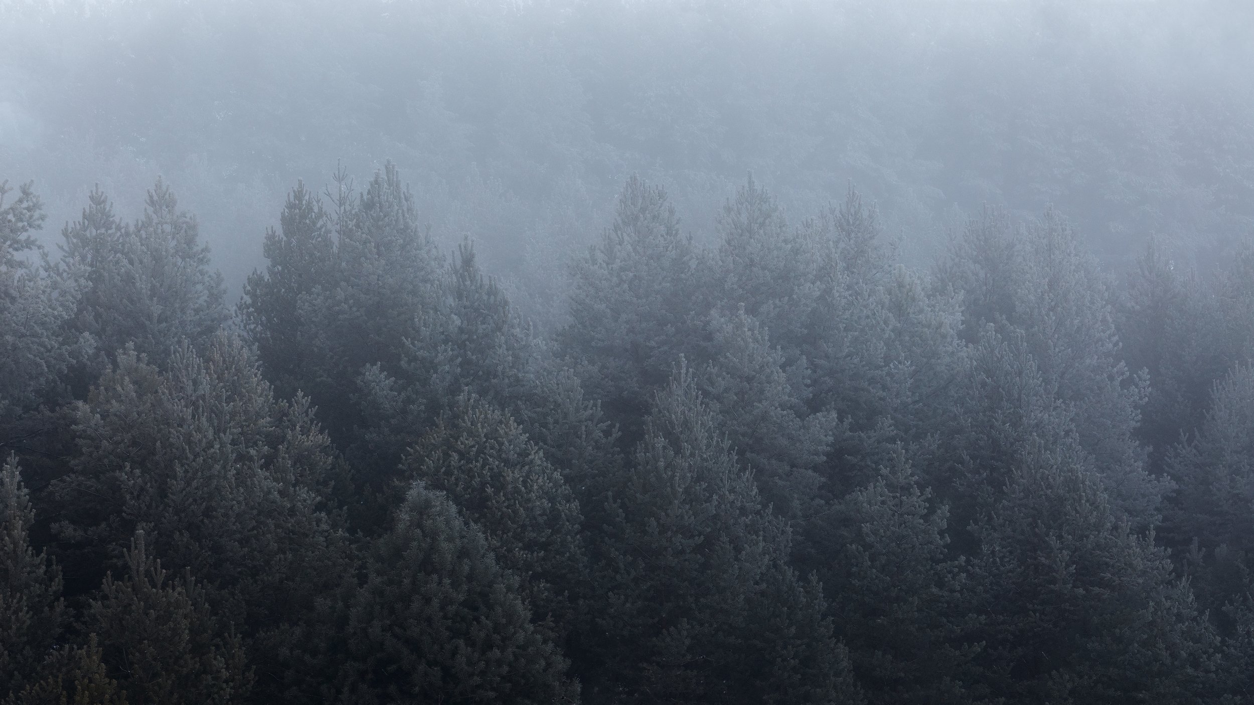 туман, природа, Тульская область, пейзаж, мистика, зима, сосновый лес, Мартыненко Дмитрий