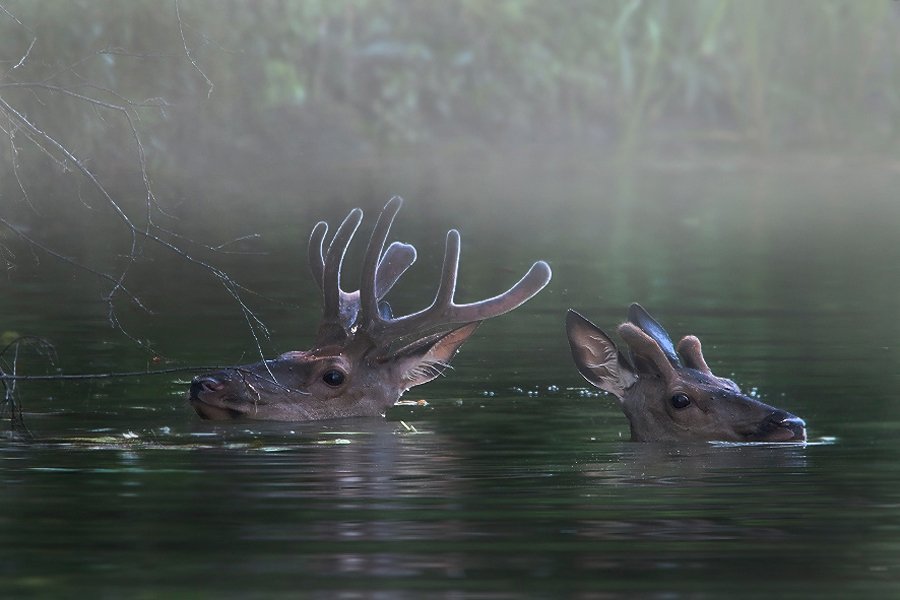 Олень пьющий воду