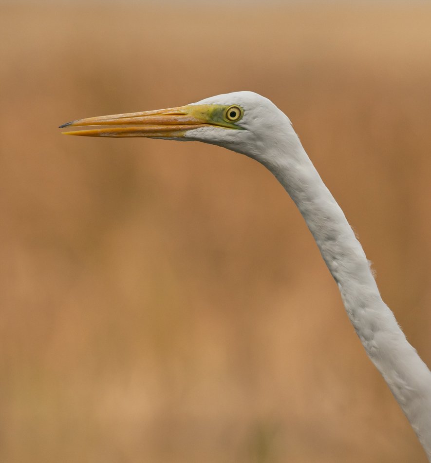 Great egret, Great white heron, Чапла, Boyan Iliev