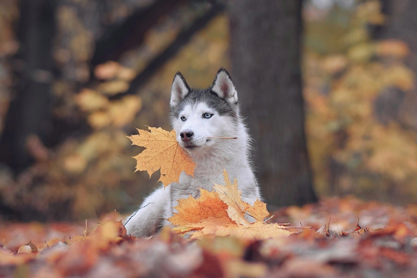 собака, осень, Мария Яропольская