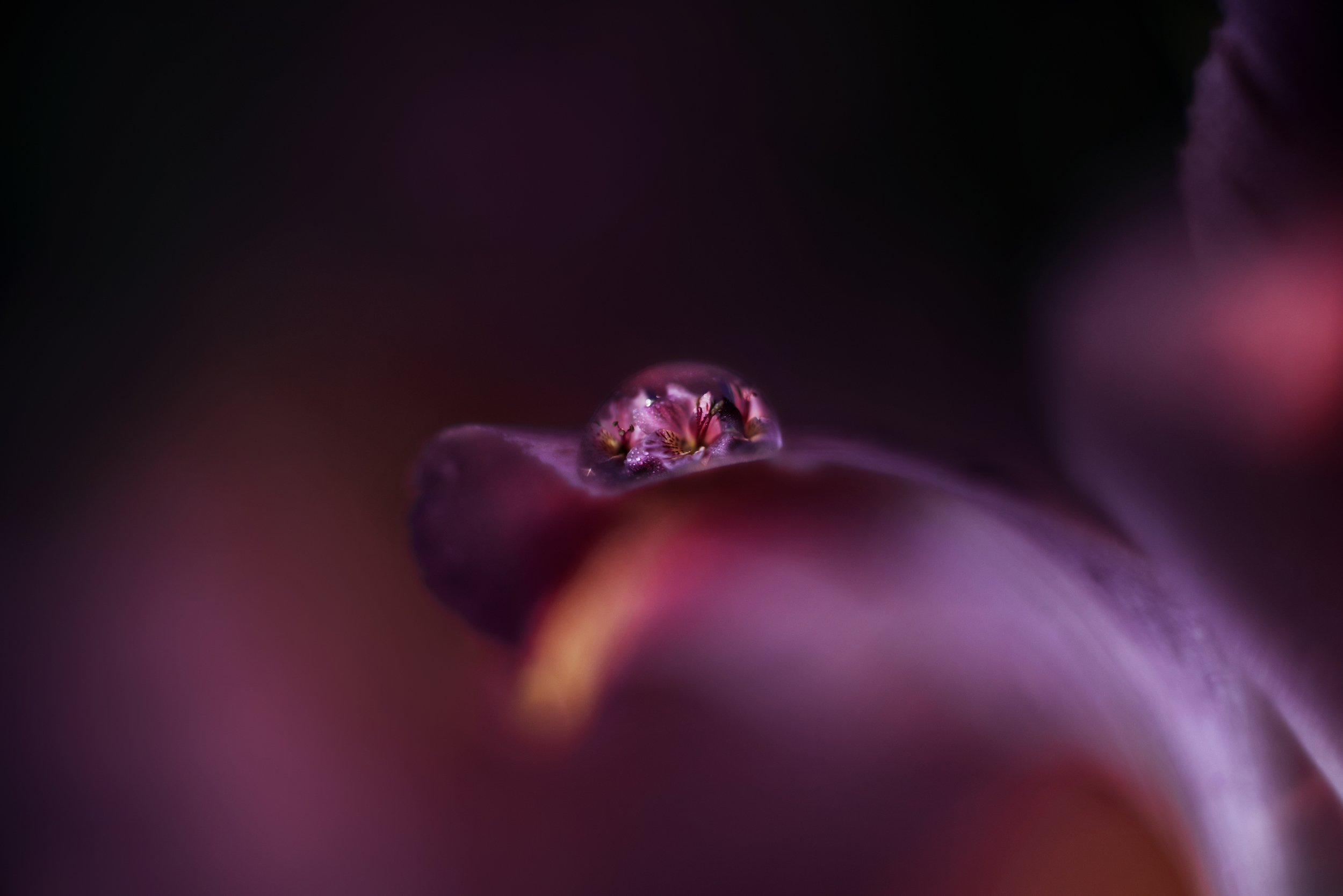 макро капля цветы, Анастасия Думинская