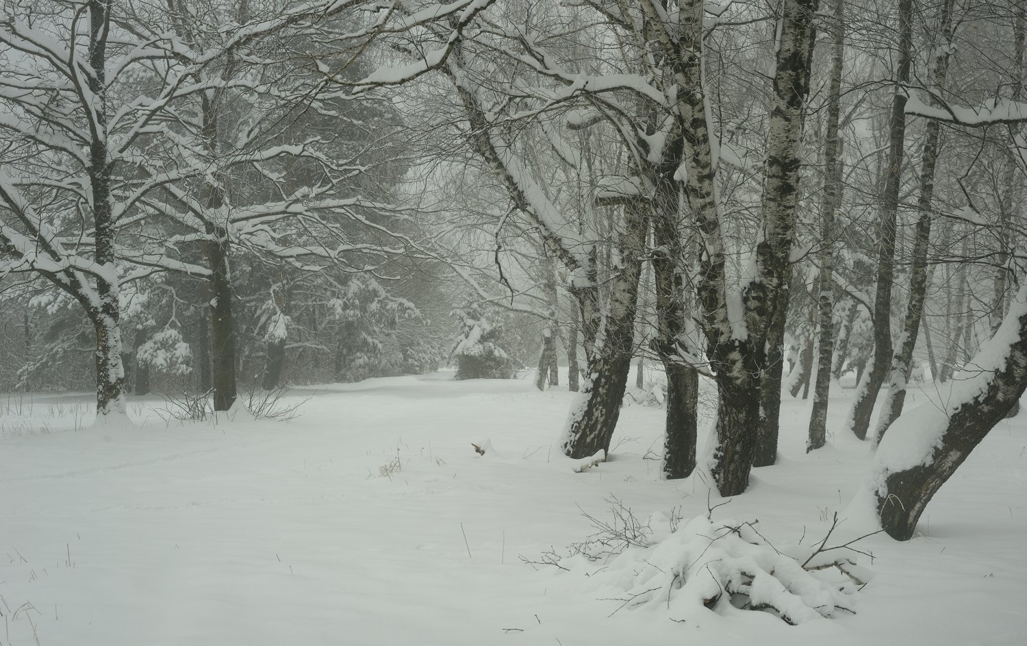 зима лес утро снег, Александр Жарников