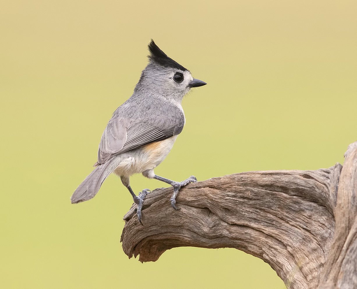 синица чёрнохохлатая, black-crested titmouse, titmouse, синичка, tx, Elizabeth Etkind