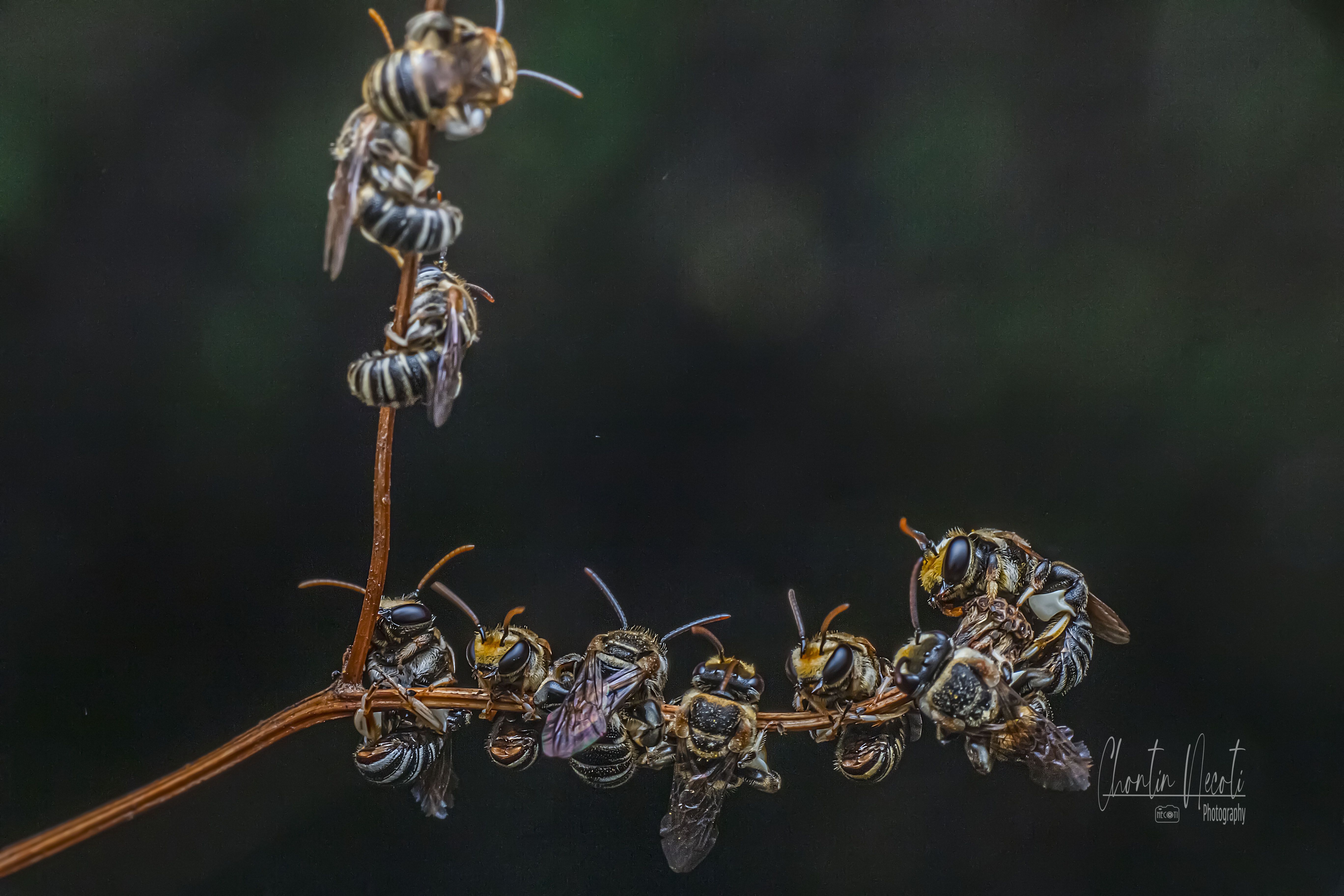 necoti, bees, sleep, garden, dark, animal, insect, macro, beauty, beautiful, wings, , NeCoTi ChonTin