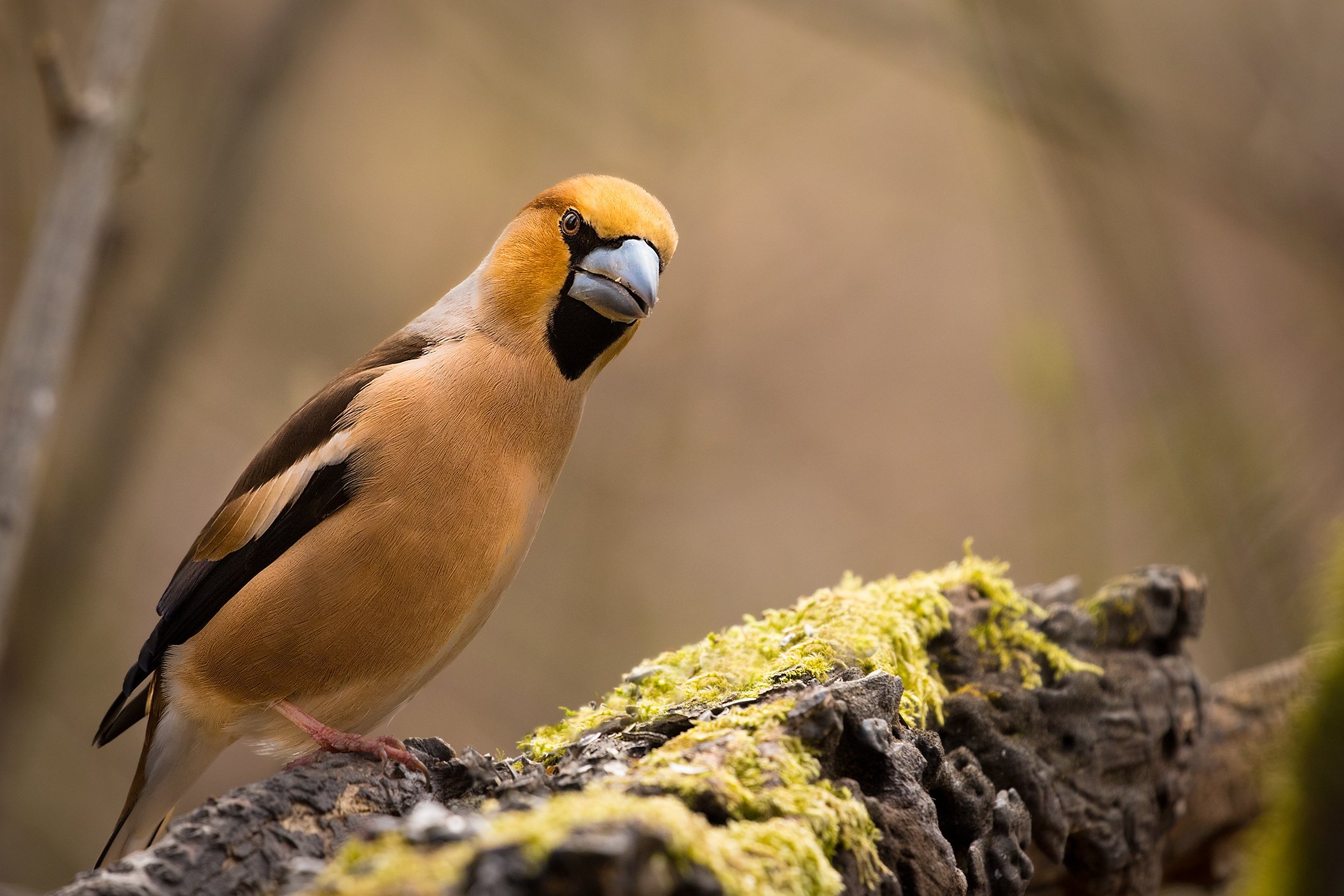 , Robert Adamec