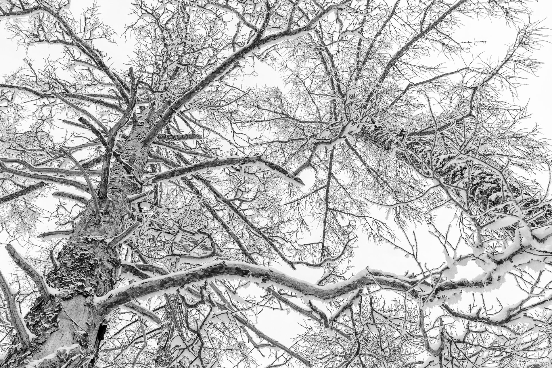 деревья, зима, Евгений Гецев