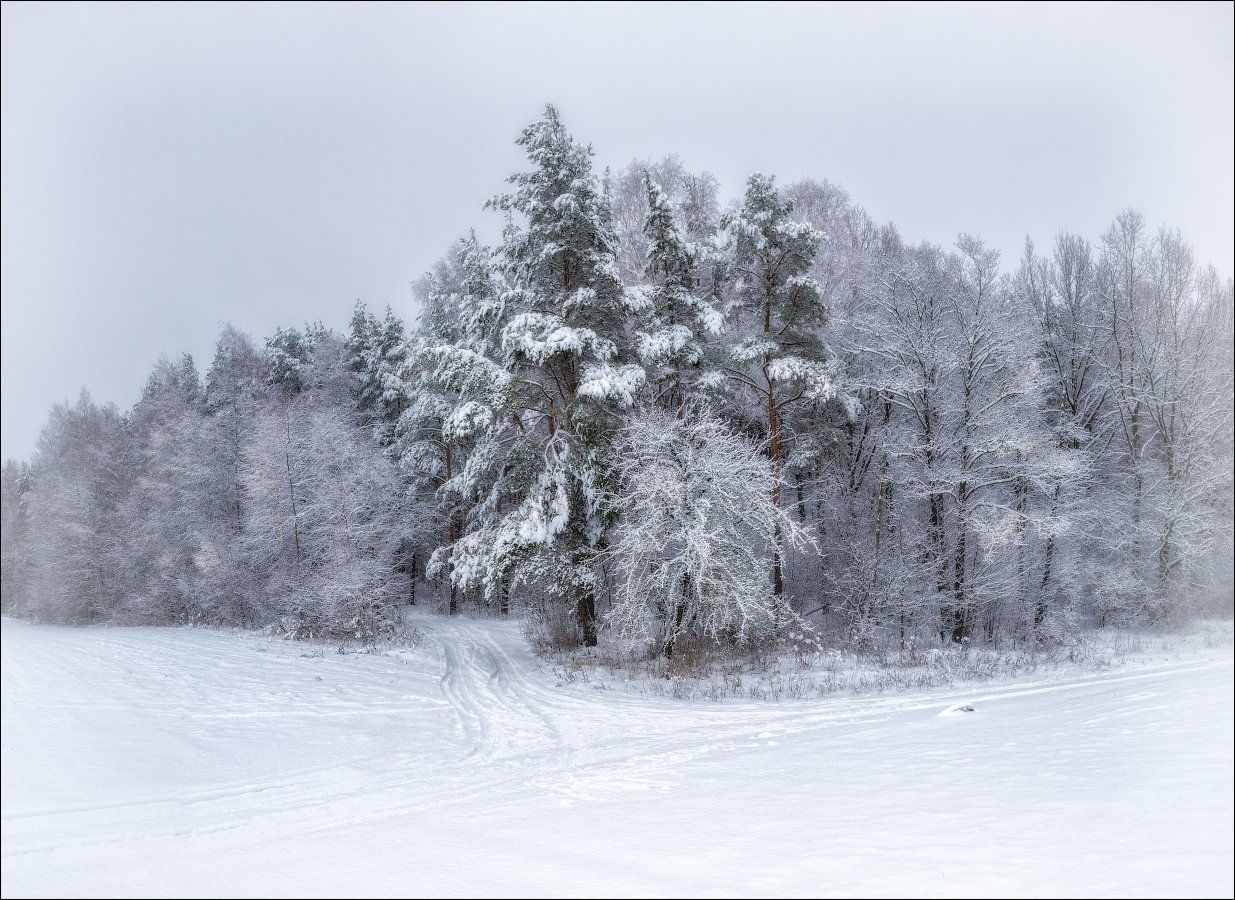 зима, лес, снег,, Сергей Шабуневич