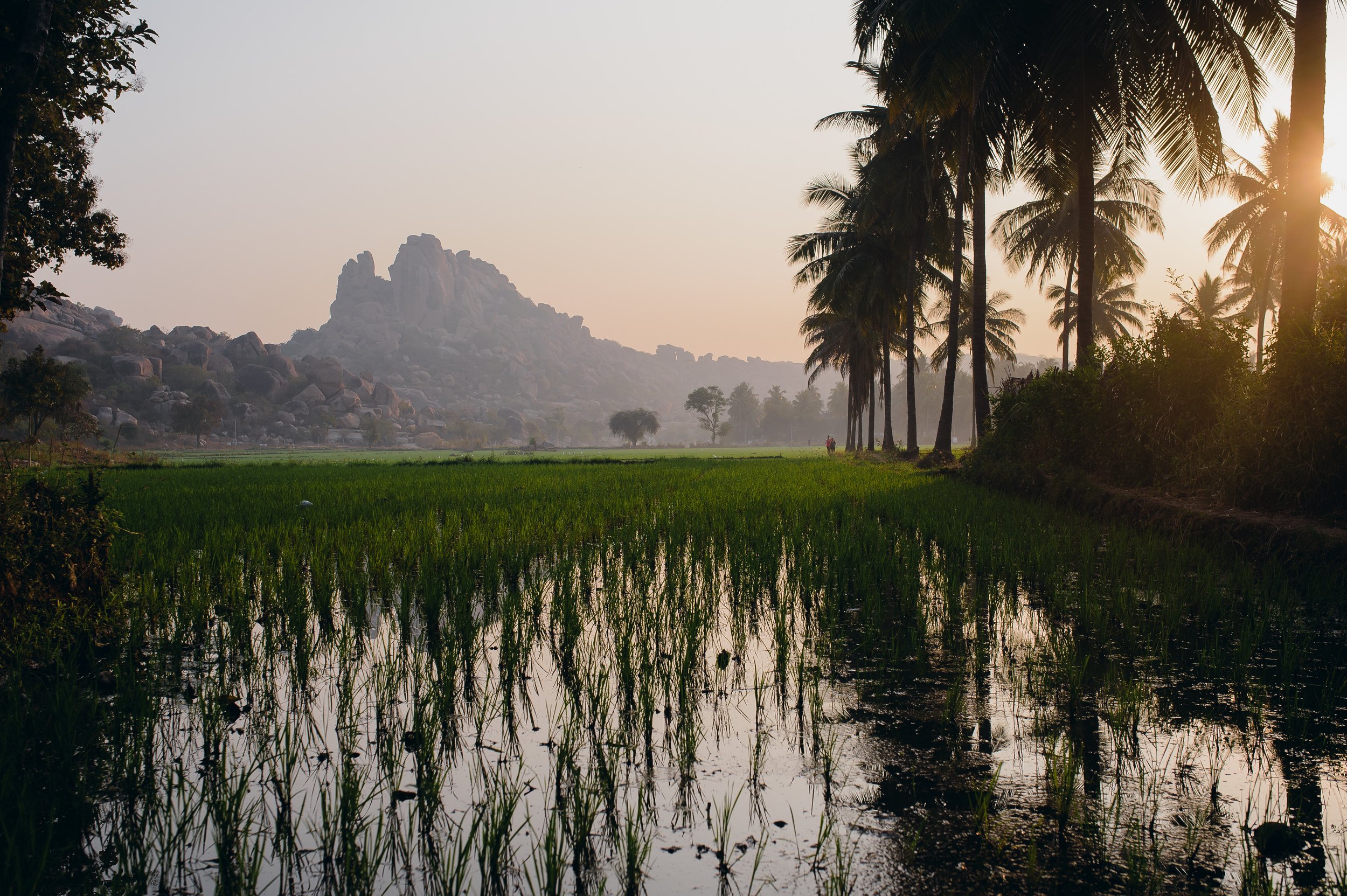 landscape ricefield India palms mountains rice, Svetlana Magdalasova