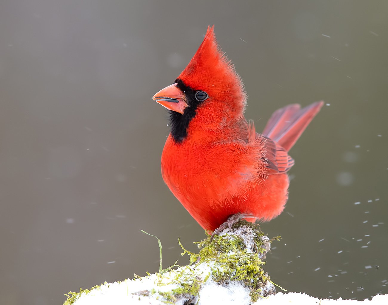 красный кардинал, northern cardinal, cardinal,кардинал, птицы на снегу, Elizabeth Etkind