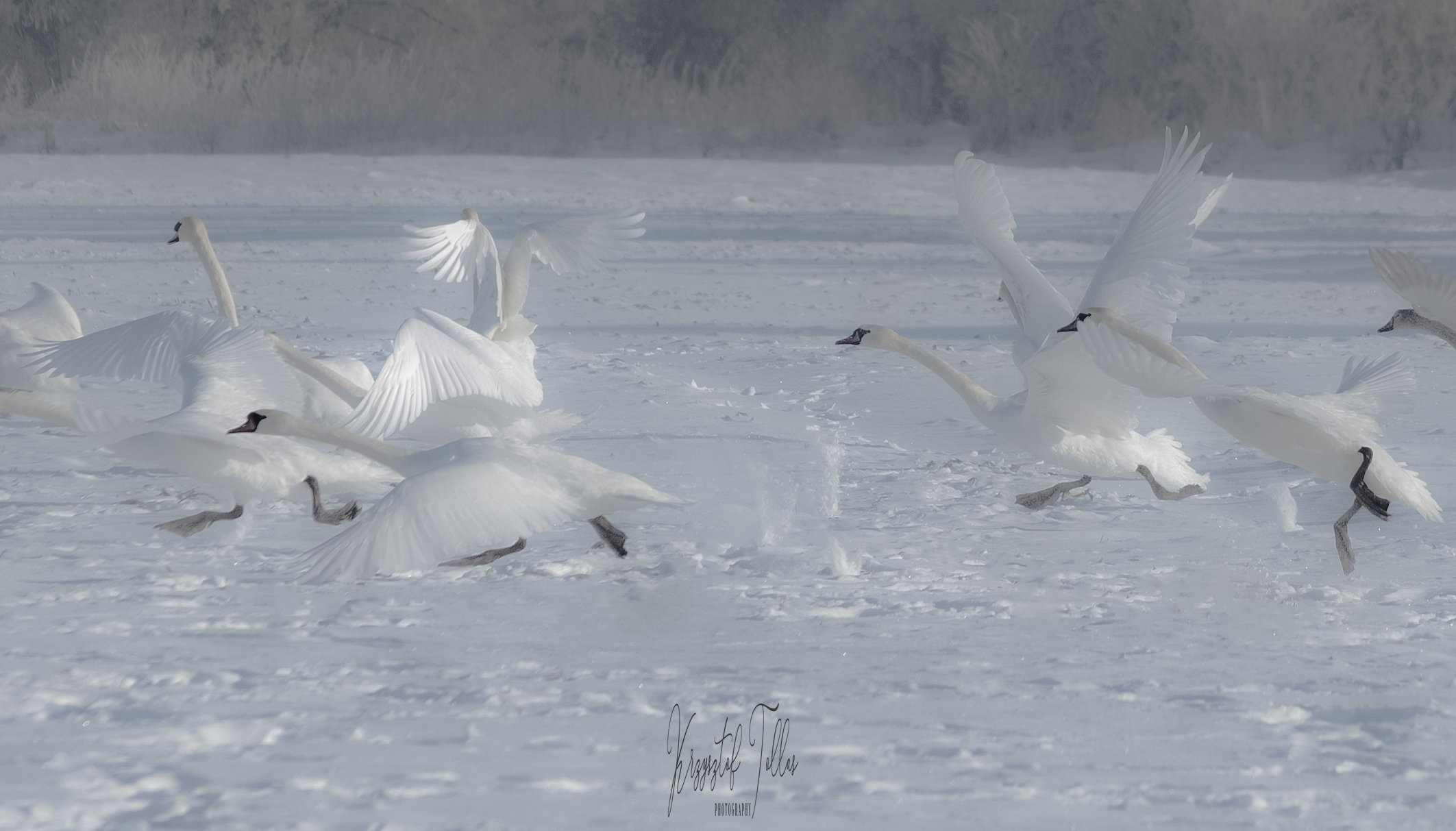 Winter, water, light, snow, river, birds, frost, morning, nikon, nature, fog, swans, landscape, Krzysztof Tollas