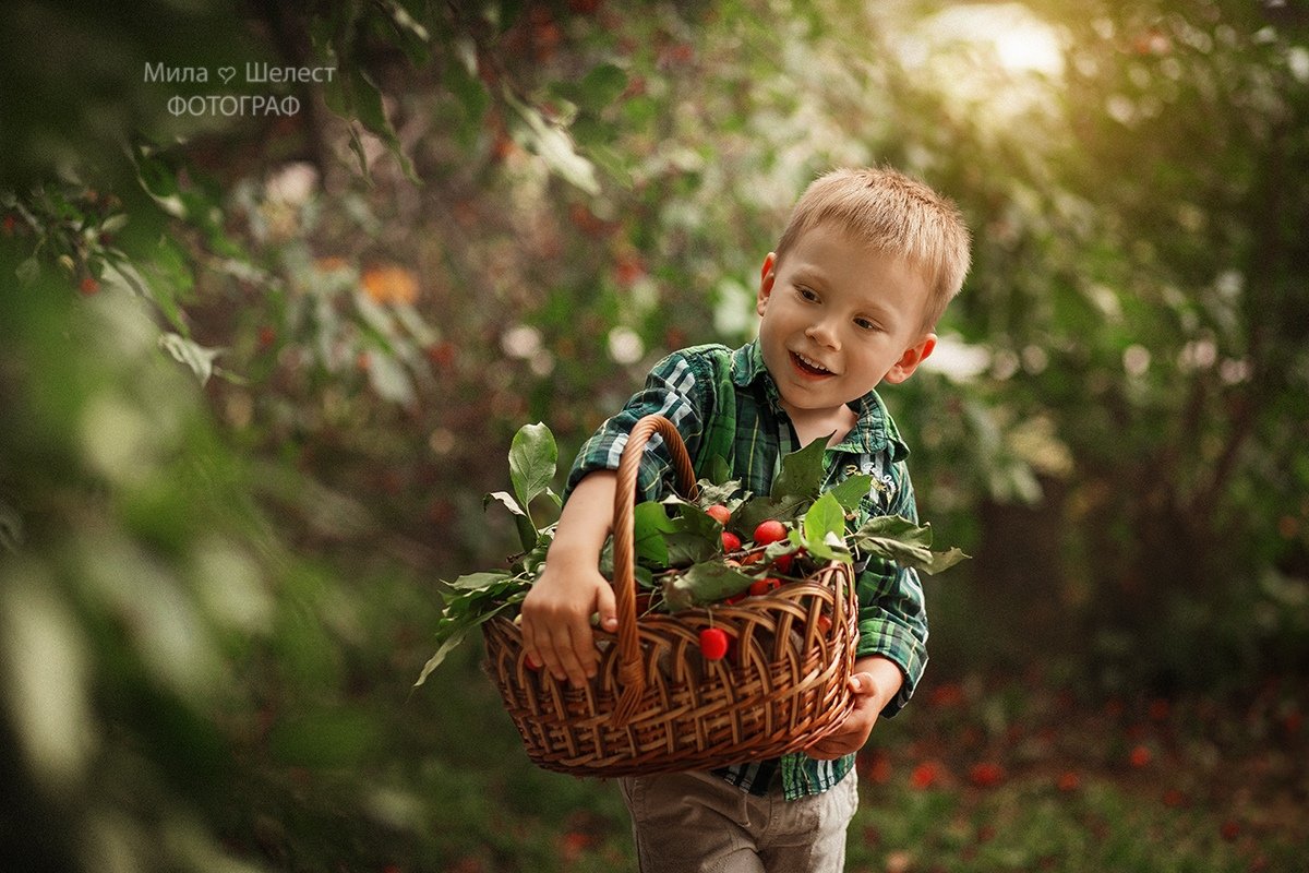 мальчик, портрет, урожай, сад, яблоня, яблоневое, яблоки, корзинка, солнце, закат, закатное, свет, солнечный, день, мальчик, Мила Шелест