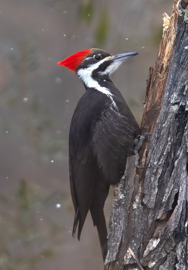 pileated woodpecker, хохлатая желна, дятел,  woodpecker, Elizabeth Etkind