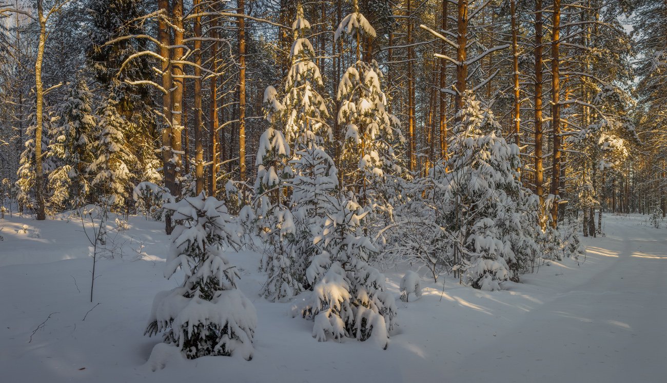 февраль вечер мороз лес, Дмитрий Алексеев