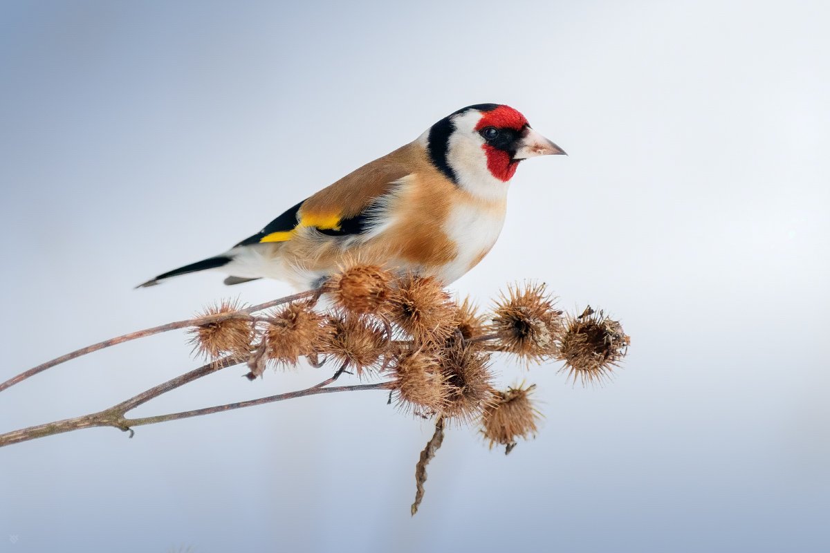 European goldfinch, wildlife, bird, щегол, дикая природа, птица, Wojciech Grzanka
