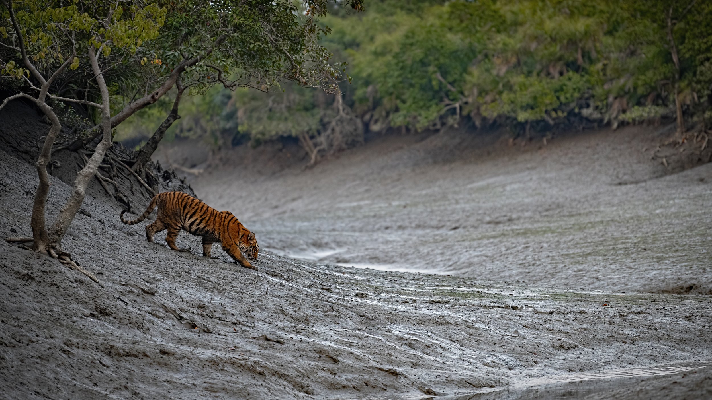 Bengal Tiger Sunderbans, Arpan Saha