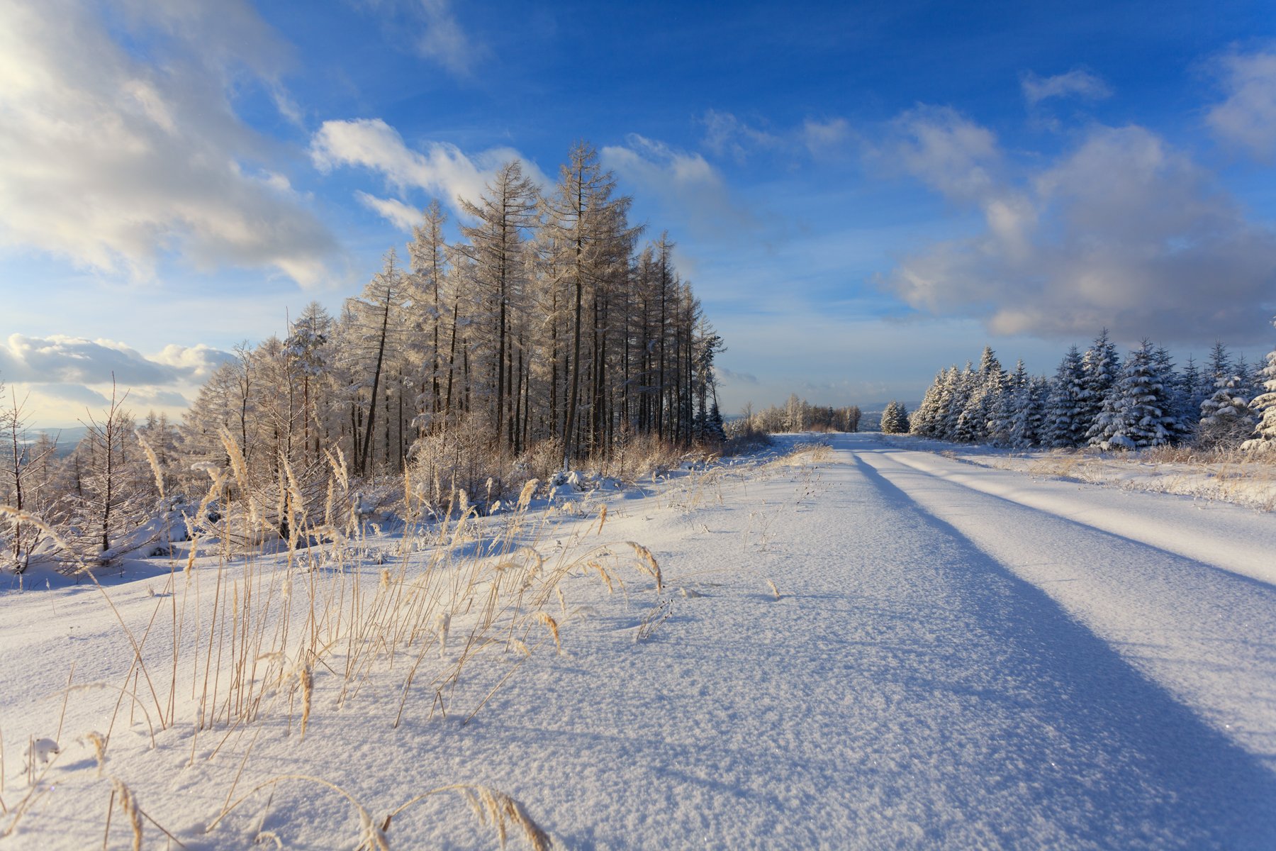 forest, snow, winter, tree, pine, mountain,,  Mirek Pruchnicki