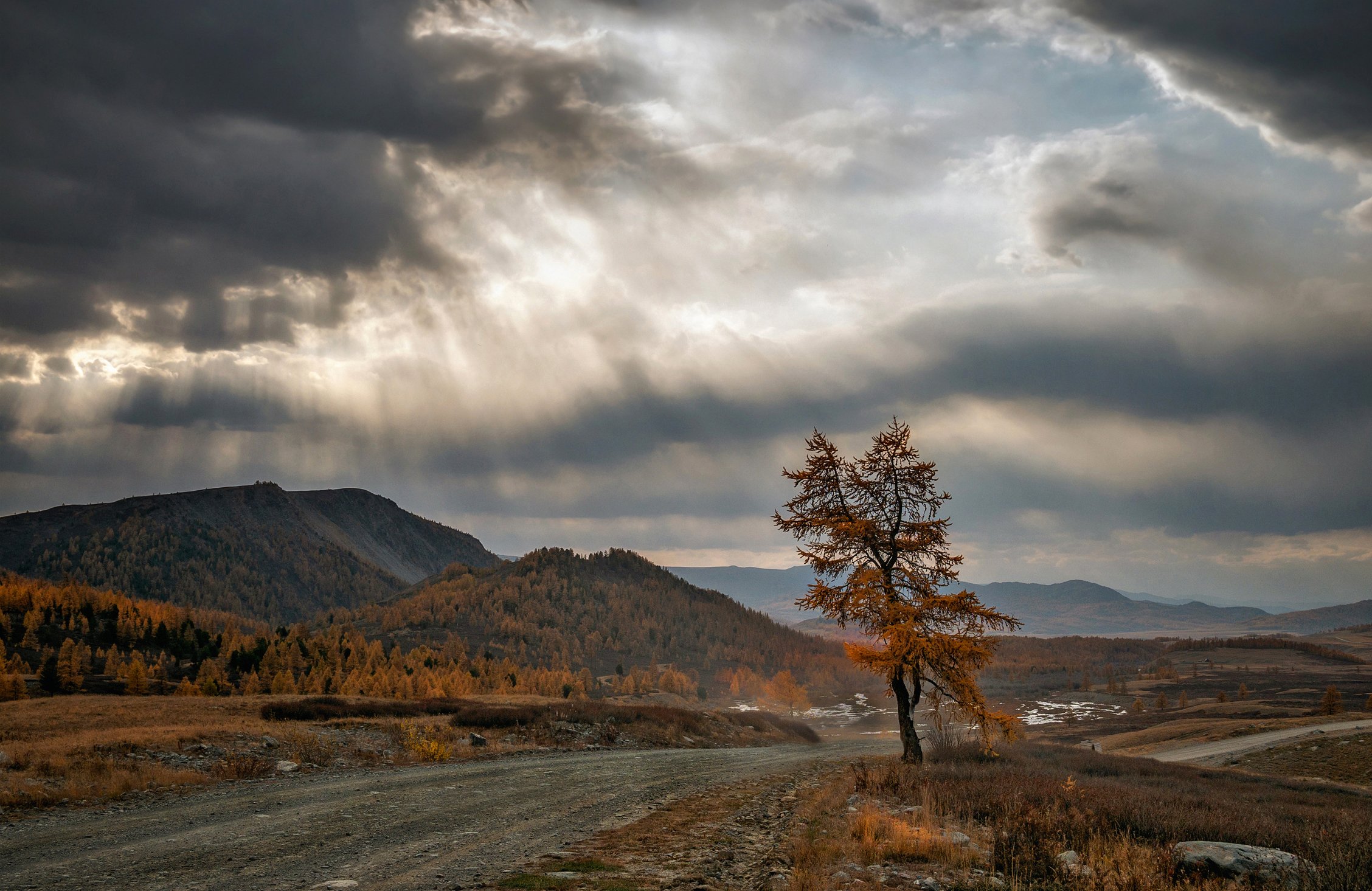 горный алтай,осень,непогода,лиственница,дорога в село джазатор,  lora_pavlova