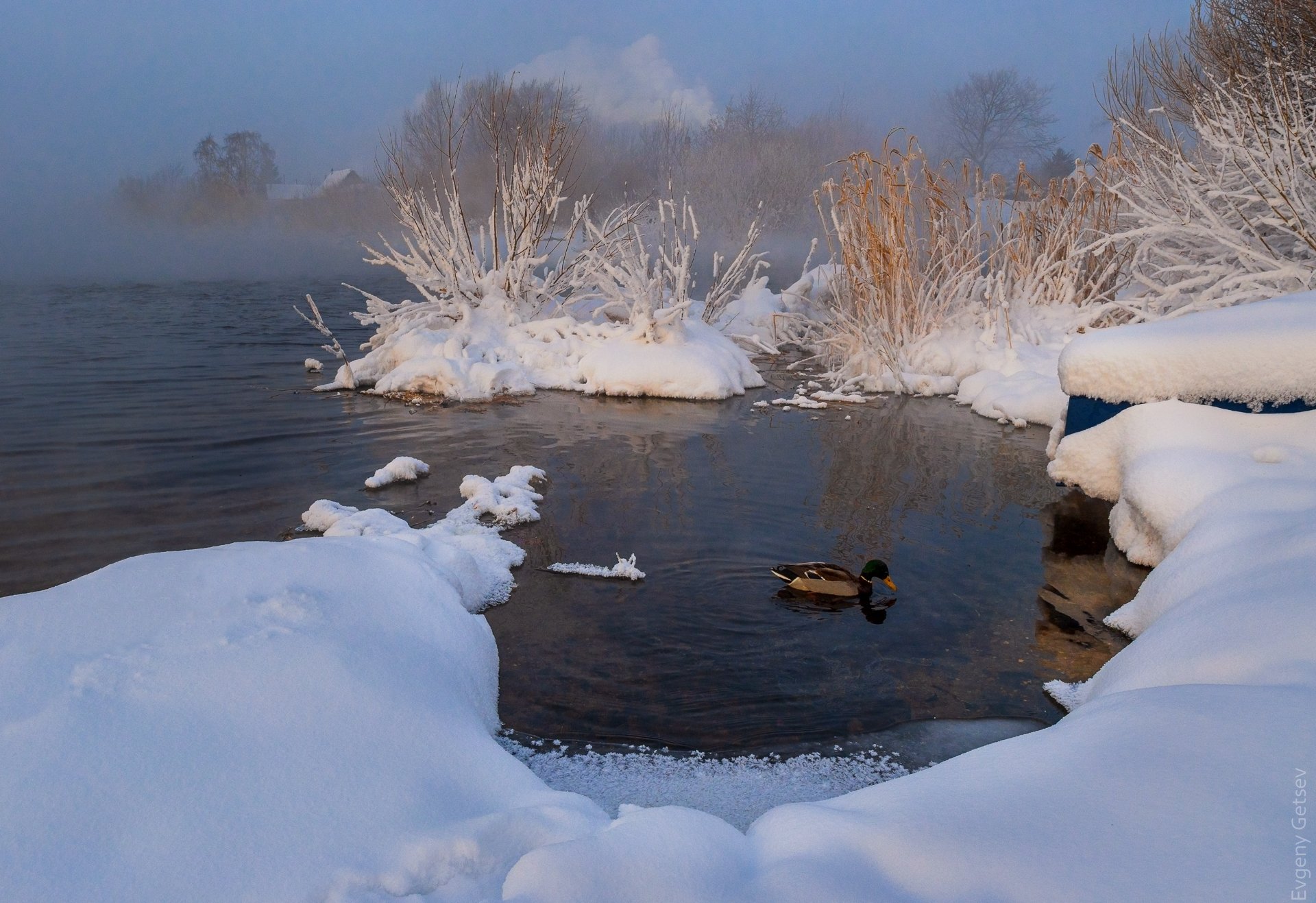 вода,озеро,зима,утка,пейзаж, Евгений Гецев