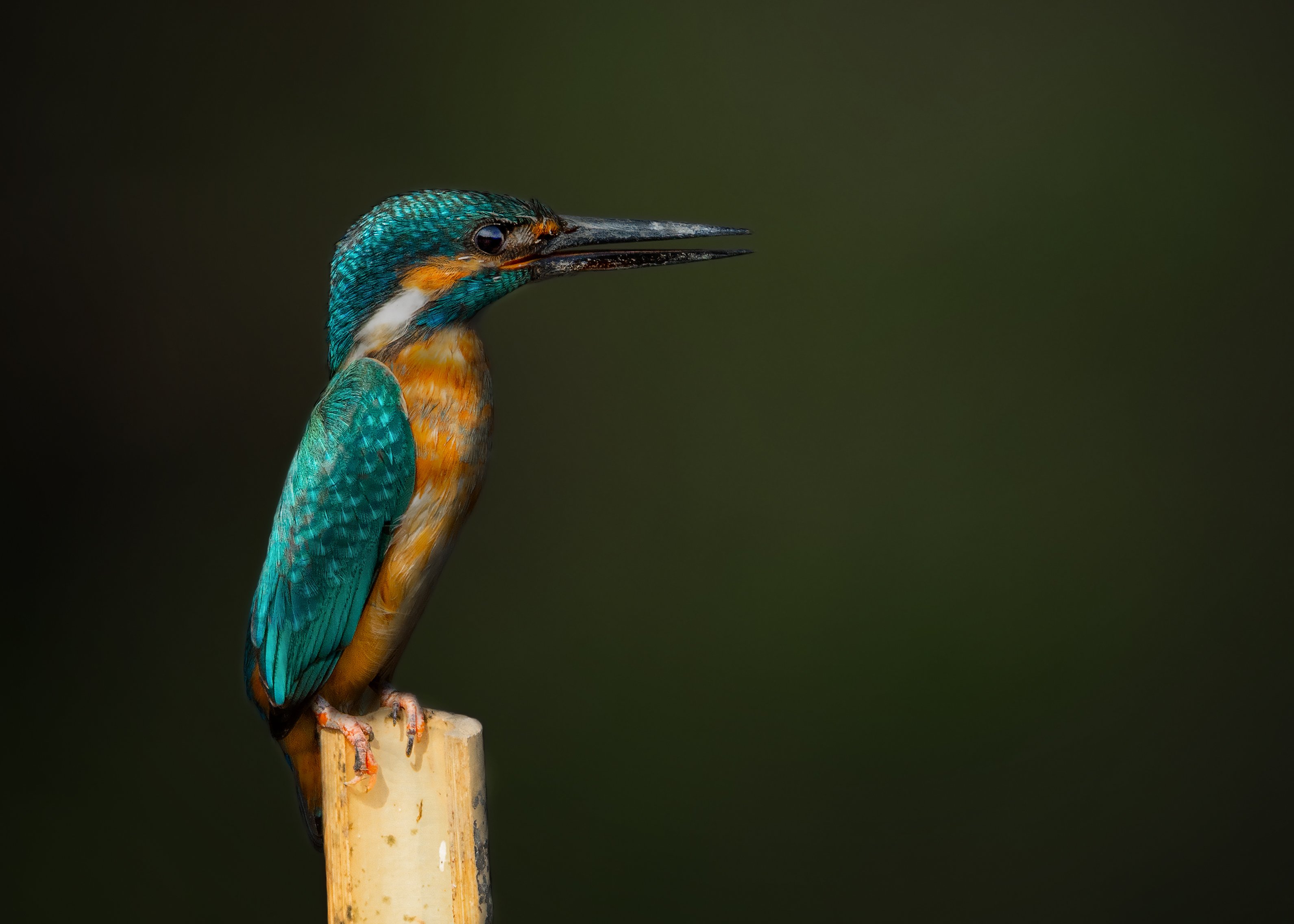 birds, 2020, 2021, nature, wildlife, birding, wild, India, Pinak Paul