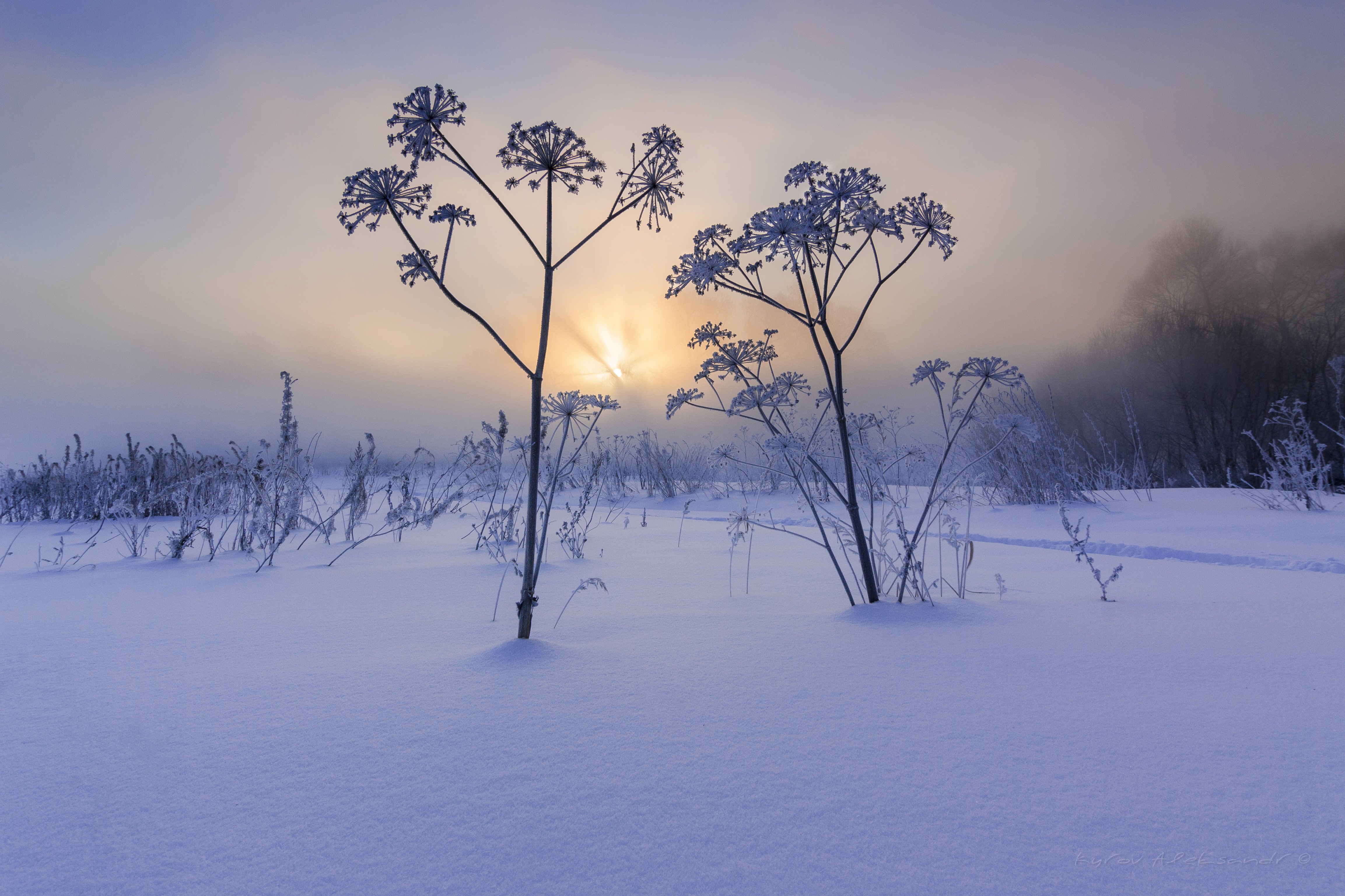 зима, пейзаж, рассвет, природа, утро, туман, Александр Кыров