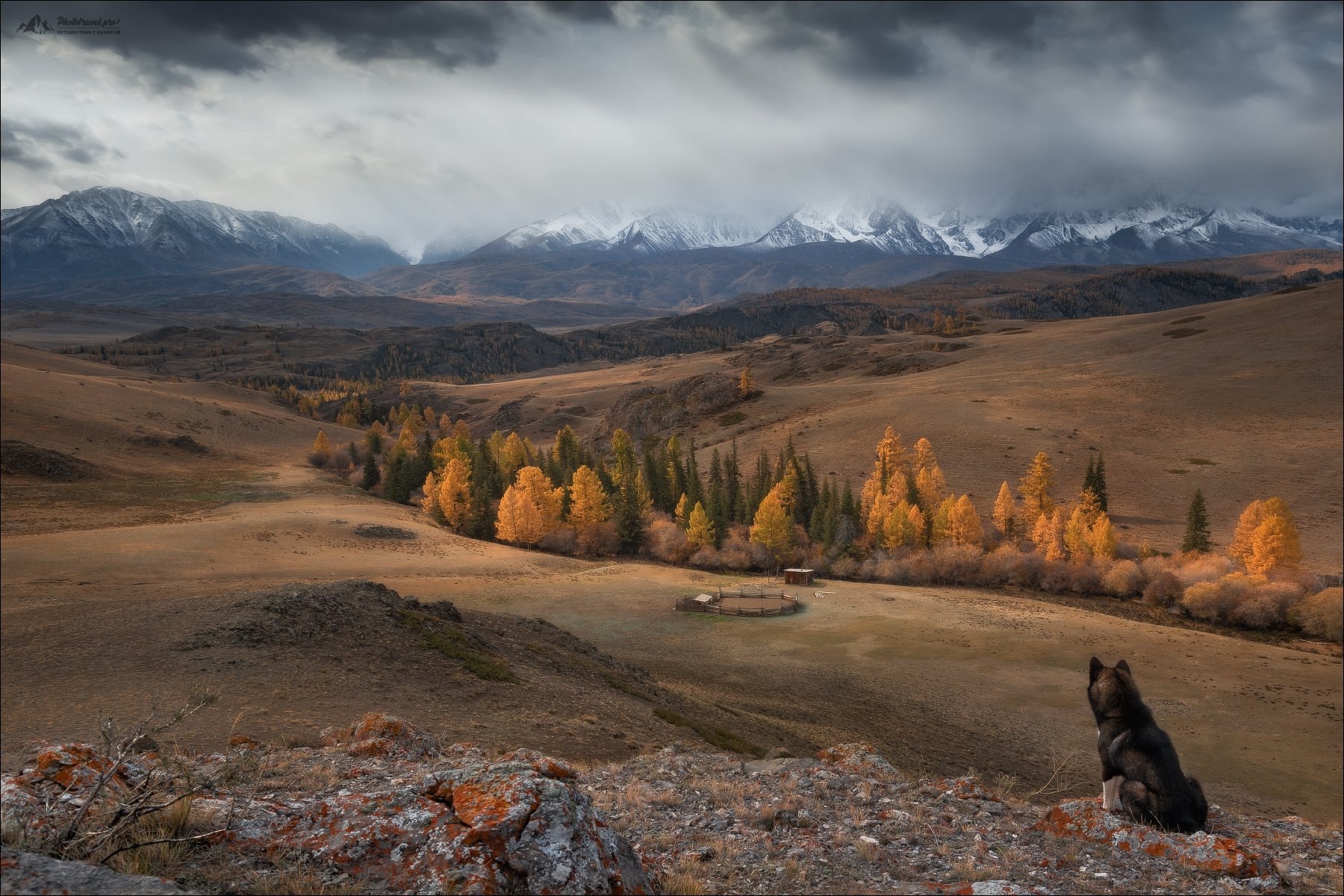 Алтай, Горный Алтай, осень, Курайская степь, СЧХ, Северо-Чуйский хребет, осень, лайка,, Влад Соколовский