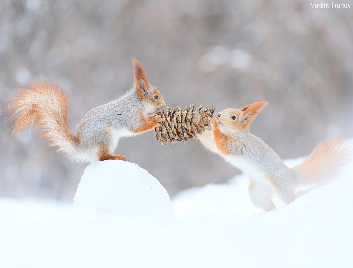 белка, шишка, squirrel, Вадим Трунов