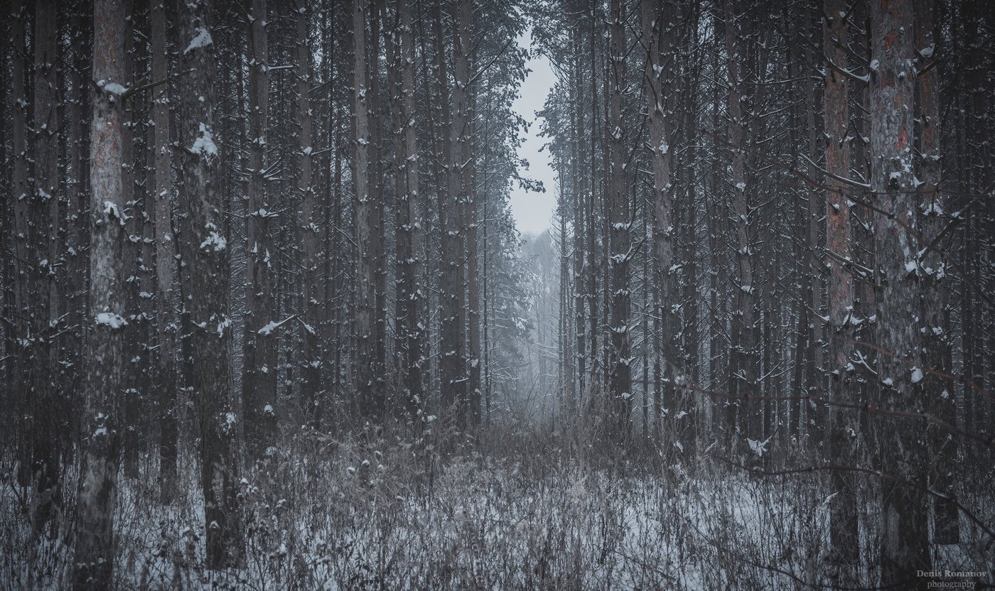 #snow #winter #nature #landscape #forest #treees, Romanov Denis