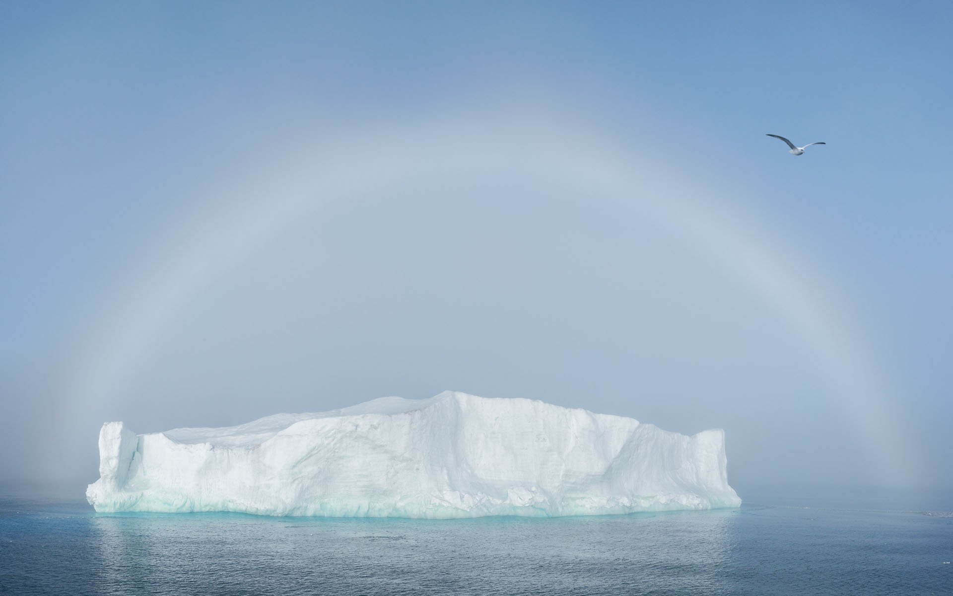 svalbard., norway., polar, bear., ursus, мaritimus., шпицберген, Майк Рейфман